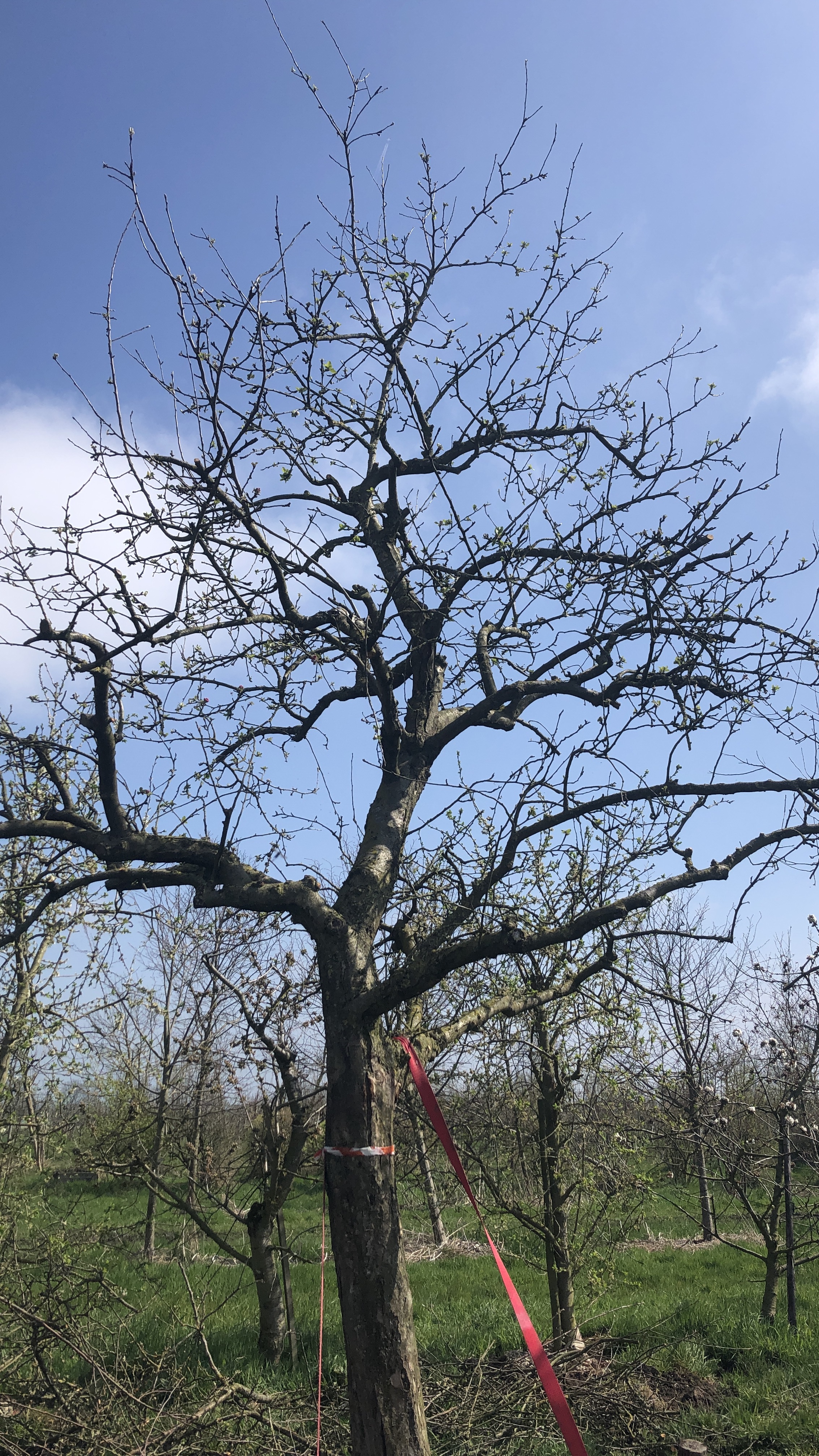 Assortiment oude appelbomen van Douwe Dokter: oude ras-hoogstam appel, 45 jaar, nr 448