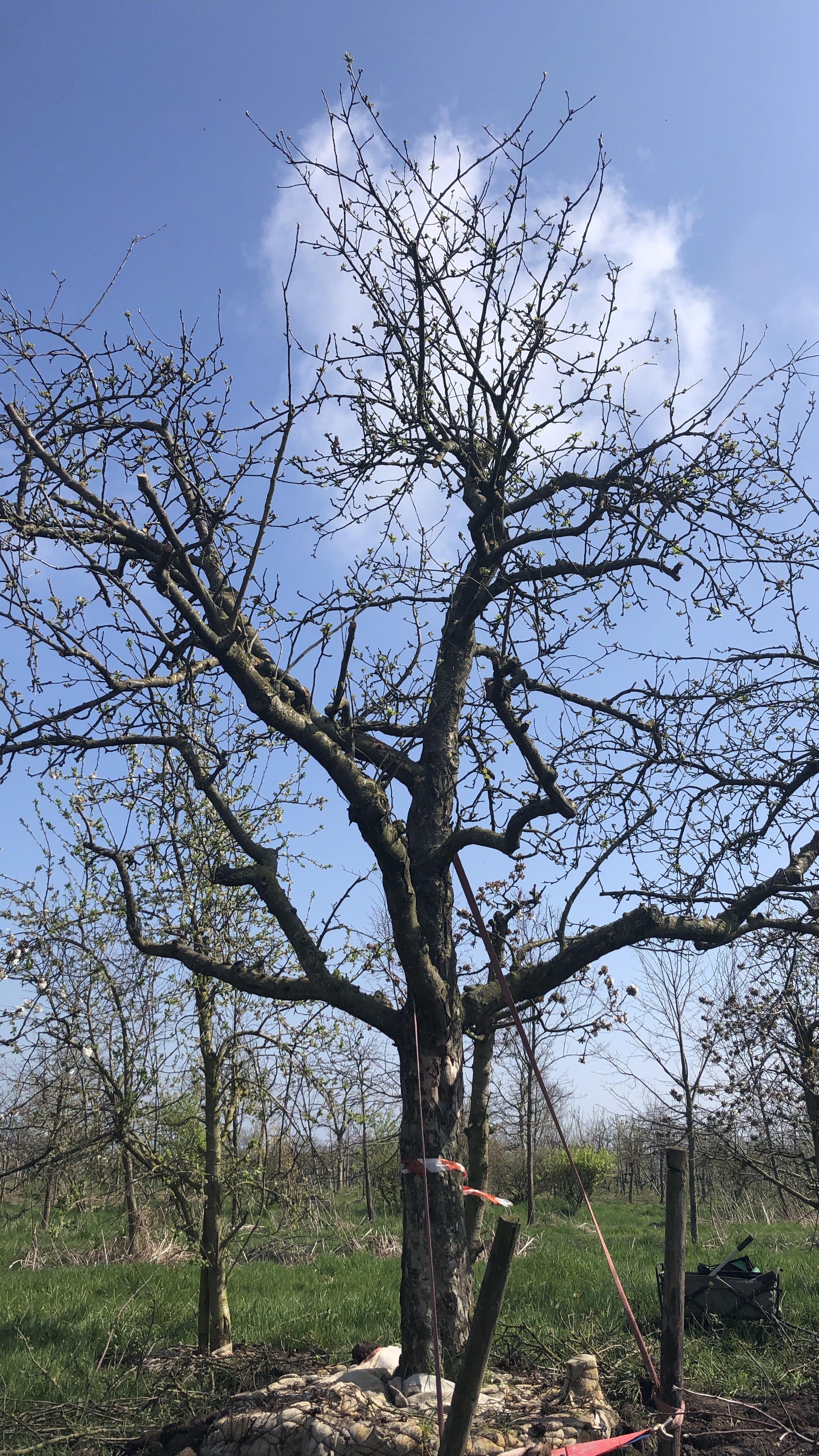 Assortiment DouweDokter: Hoogstam Appelboom oud ras, 45 jaar, nr 69