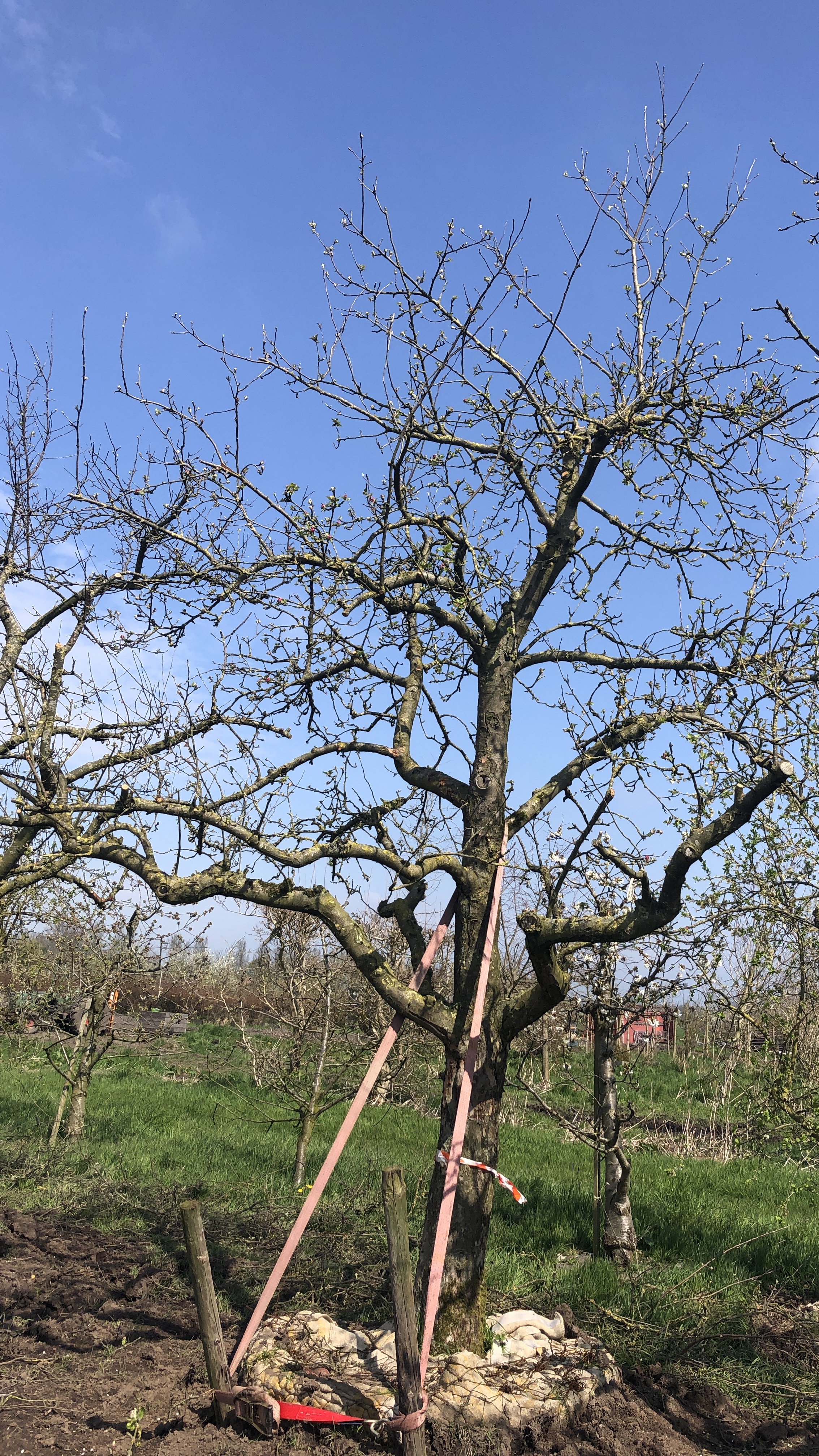 Assortiment oude appelbomen van Douwe Dokter: oude ras appelboom 45 jaar oud nr 69