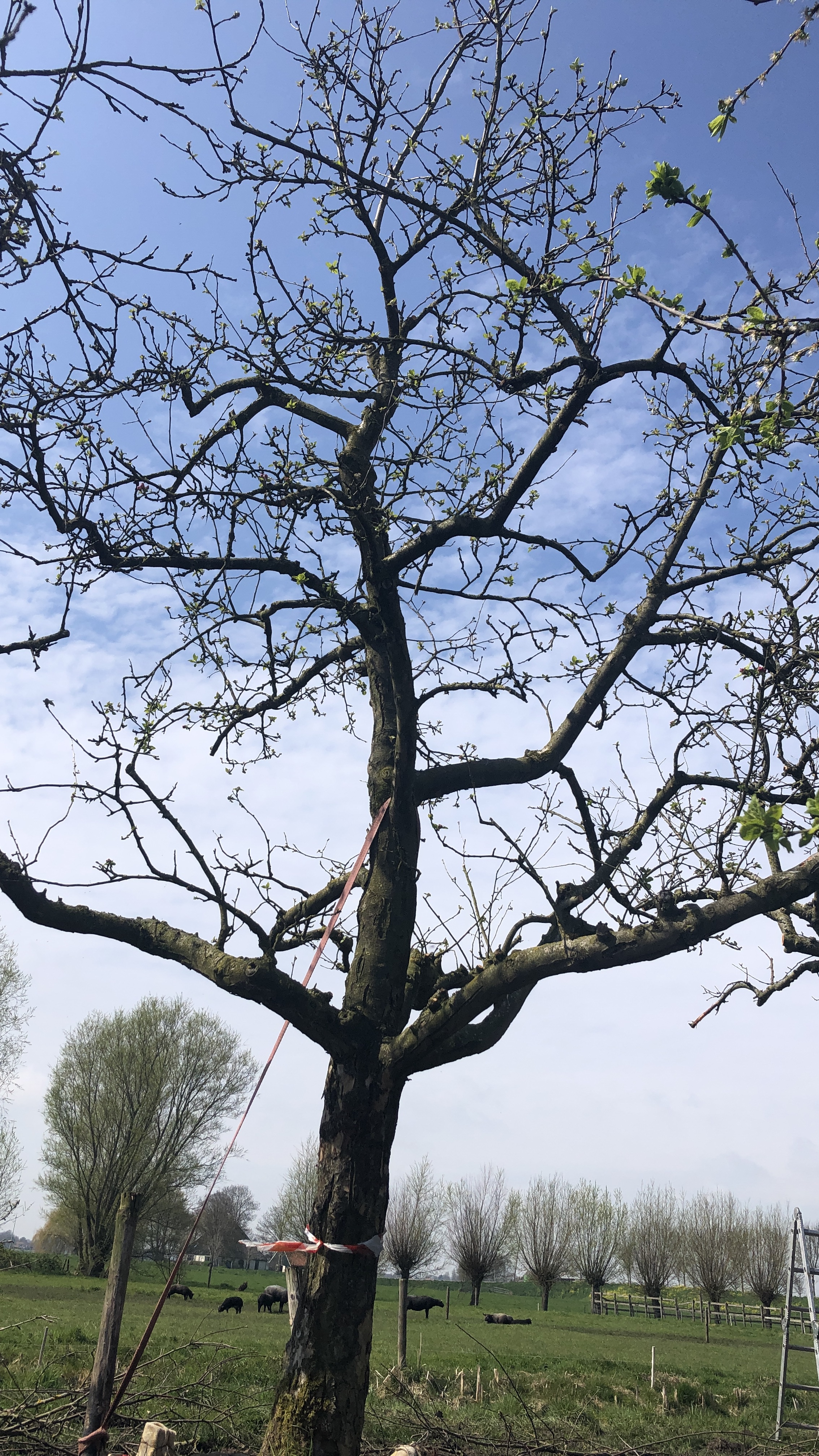 Assortiment DouweDokter: Hoogstam Appelboom oud ras, 45 jaar, nr 69