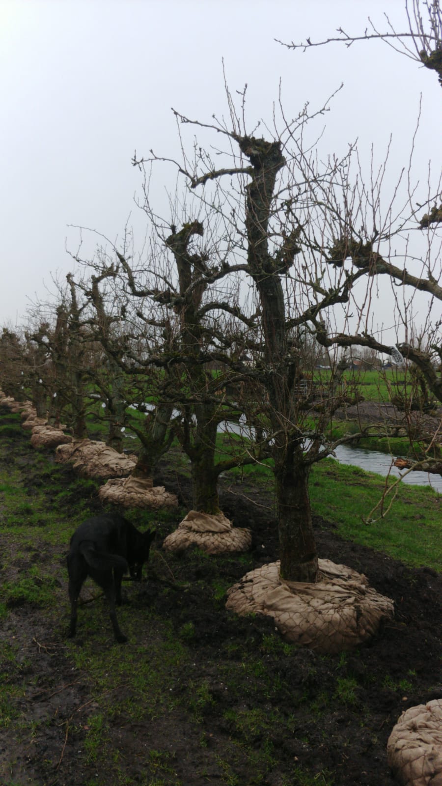 Assortiment oude perenbomen van Douwe Dokter: oud ras Doyenne du Comice, laagstam handpeer 72 jaar oud op een rijtje in de winter