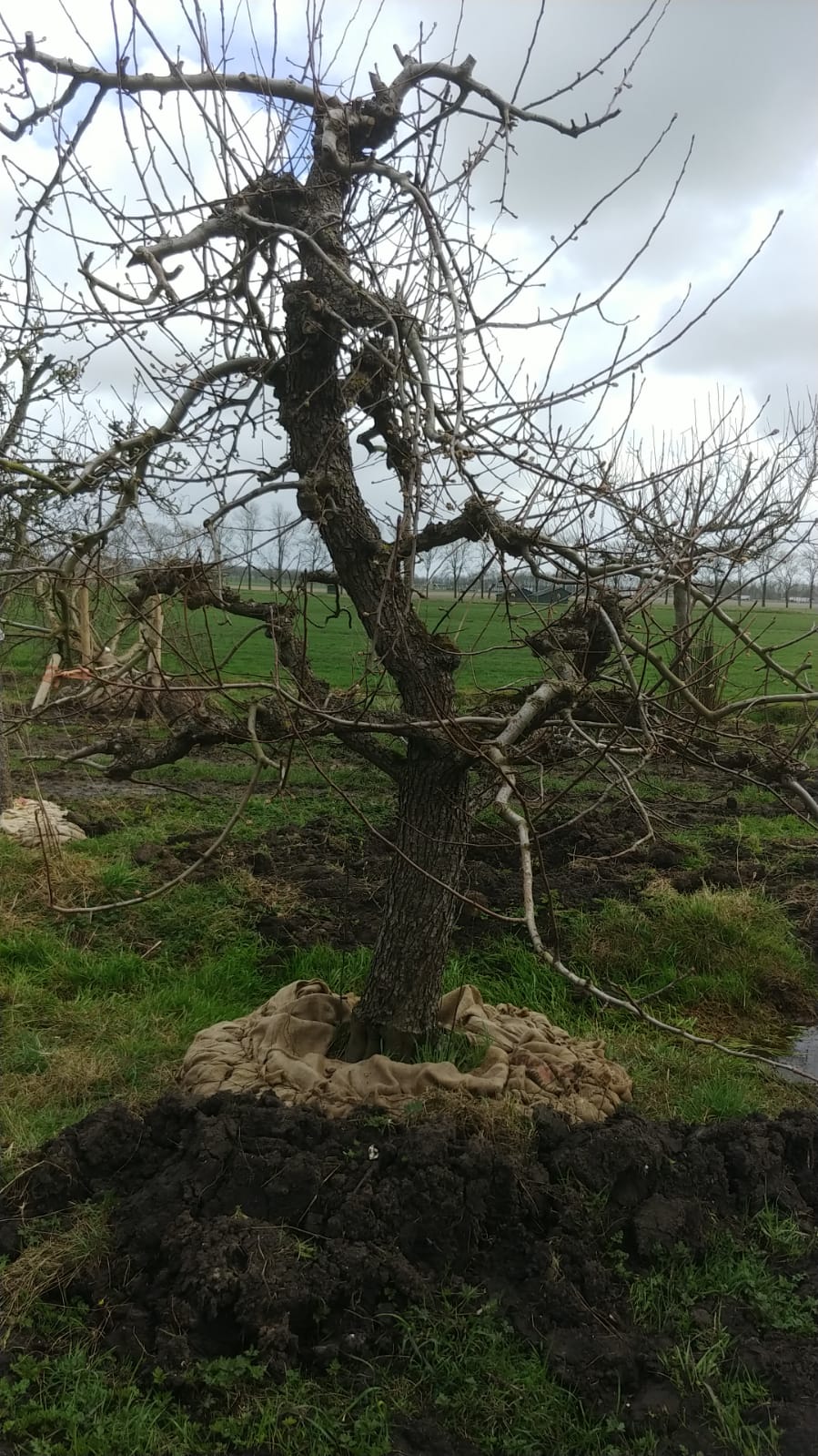 Assortiment oude perenbomen van Douwe Dokter: Triomphe de Vienne laagstam handperen 75 jaar oud in de winter