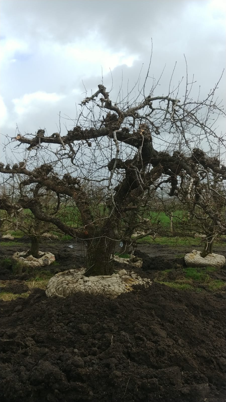 Assortiment oude perenbomen van Douwe Dokter: oud ras St Remy stoofpeer in struikvorm 80 jaar oud nr.288 in de winter