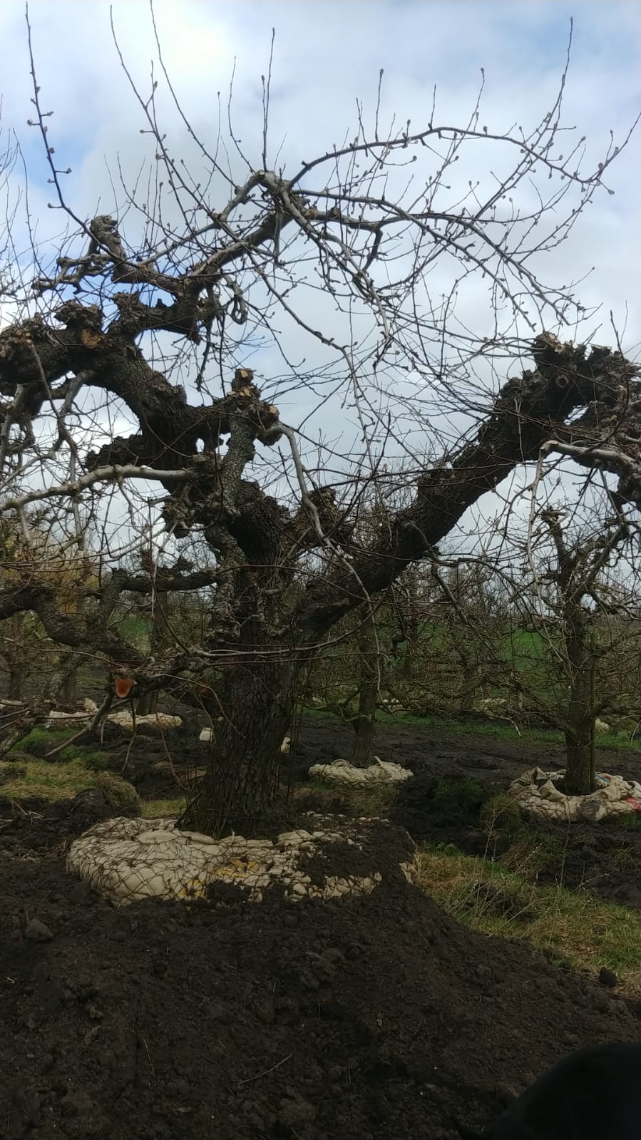 Assortiment oude perenbomen van Douwe Dokter: oud ras St Remy stoofpeer in struikvorm 80 jaar oud nr.288 in de winter