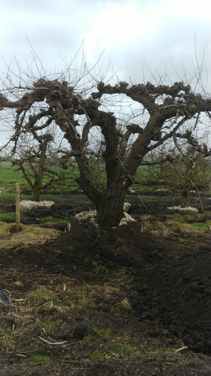 Assortiment oude perenbomen van Douwe Dokter: oud ras St Remy stoofpeer in struikvorm 80 jaar oud in de winter