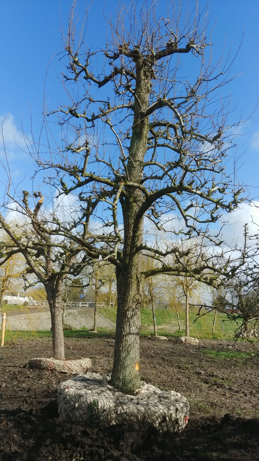 Assortiment oude perenbomen van Douwe Dokter: Exclusieve Legipont du Chez hoogstam handperenbomen uit 1968 in de winter