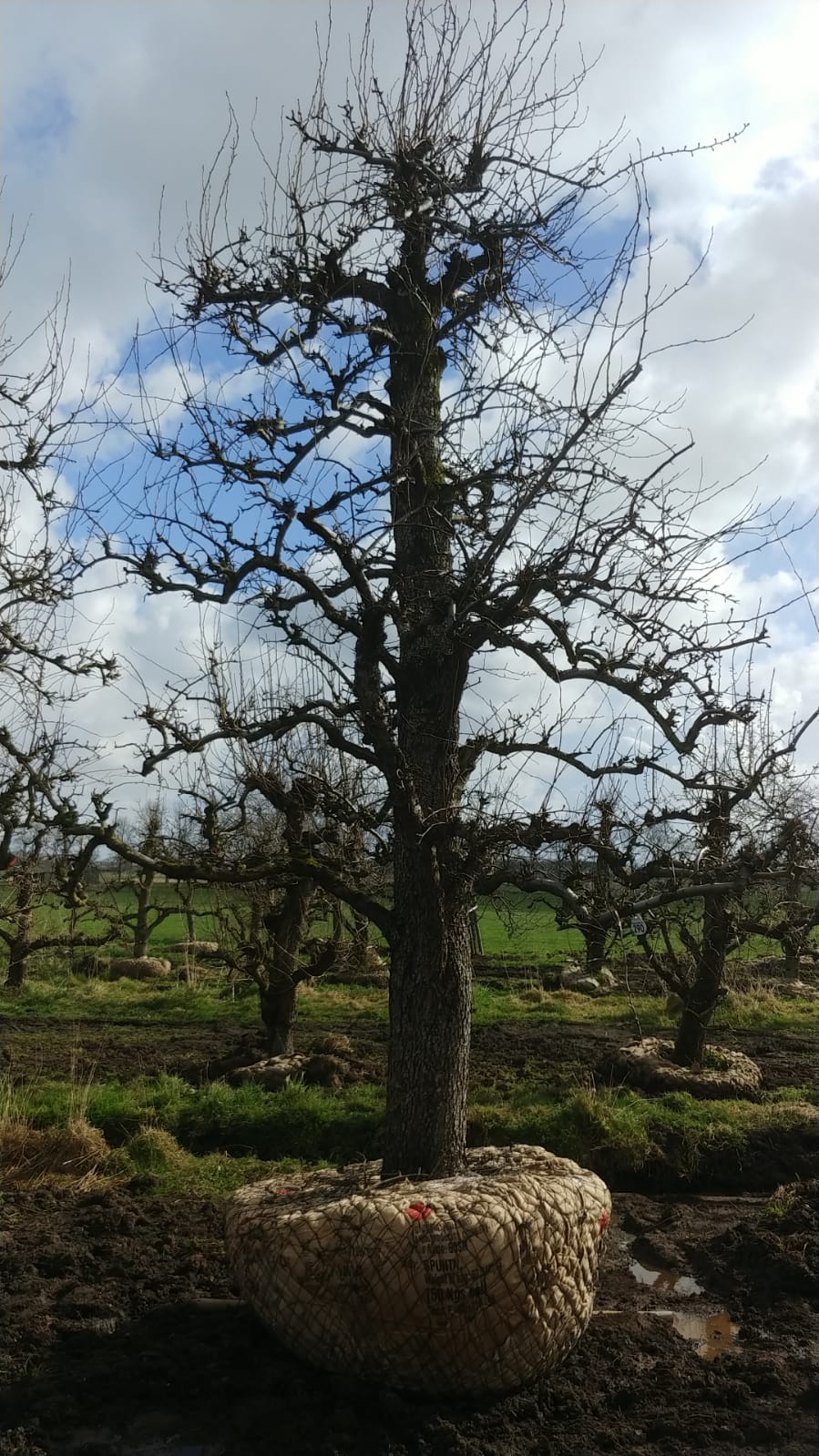 Assortiment oude perenbomen van Douwe Dokter: Exclusieve Legipont du Chez hoogstam handperenbomen uit 1968 in de winter