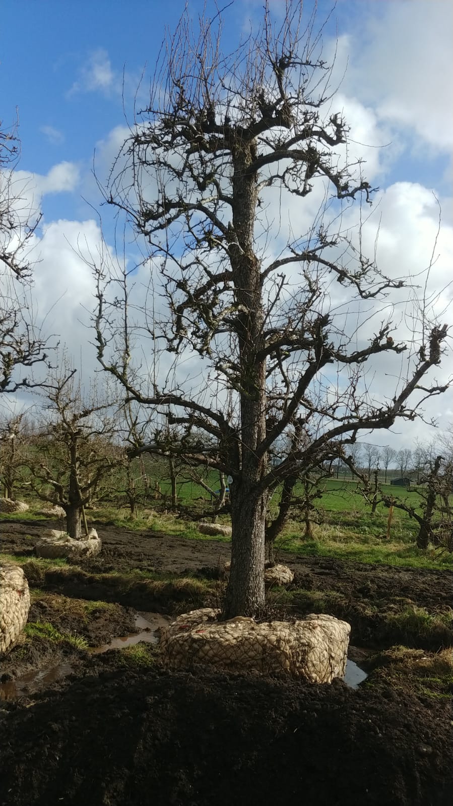 Assortiment oude perenbomen van Douwe Dokter: Exclusieve Legipont du Chez hoogstam handpeer uit 1968 in de winter