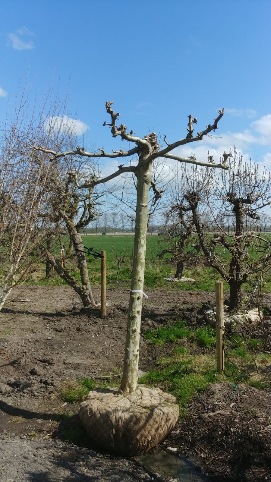 Assortiment sierbomen van Douwe Dokter: Volwassen dakplataan 2 m hoog met 6 armen - in de winter