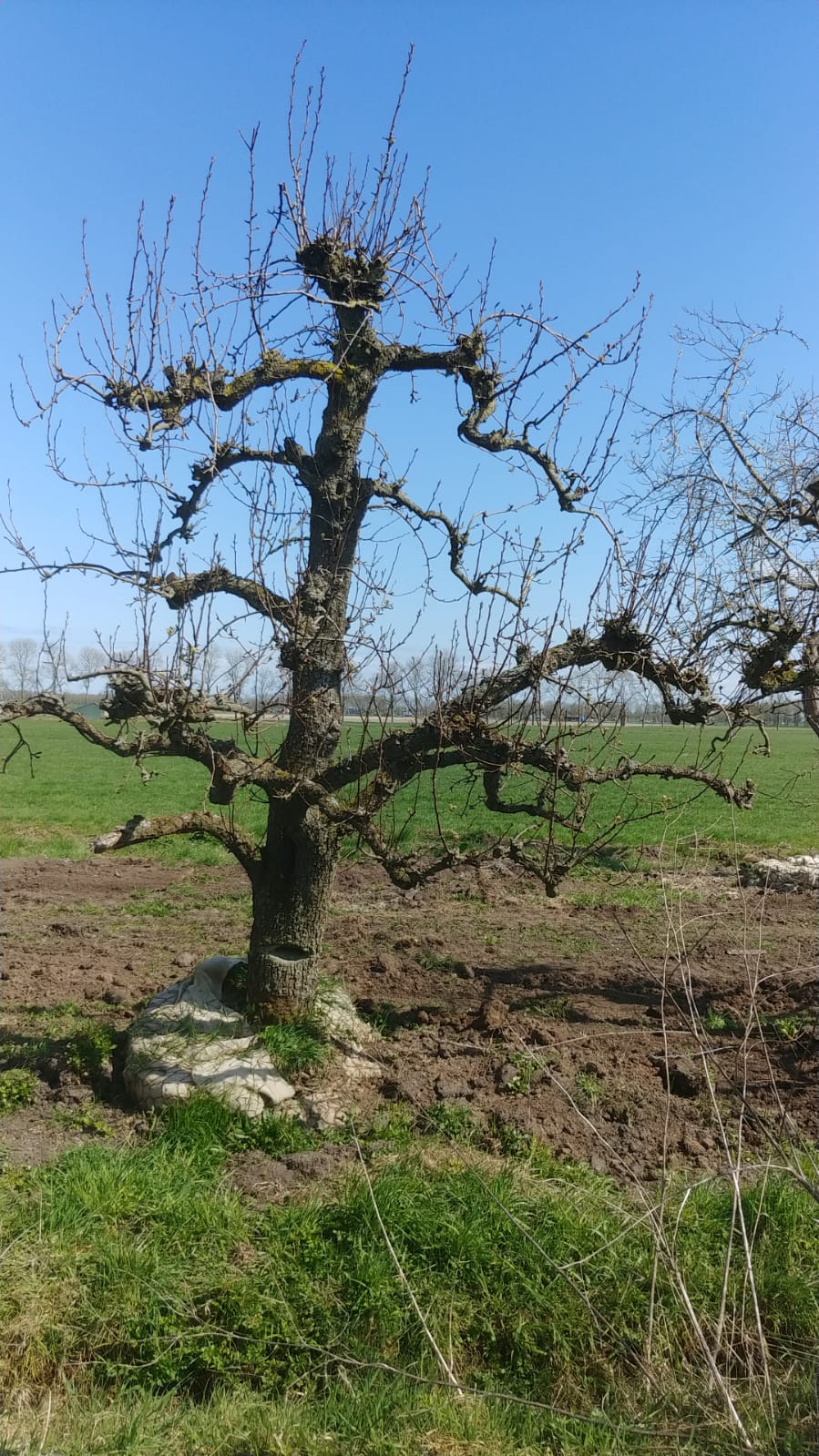 Assortiment oude perenbomen van Douwe Dokter: Conference handpeer, laagstam 60 jaar oud in de winter