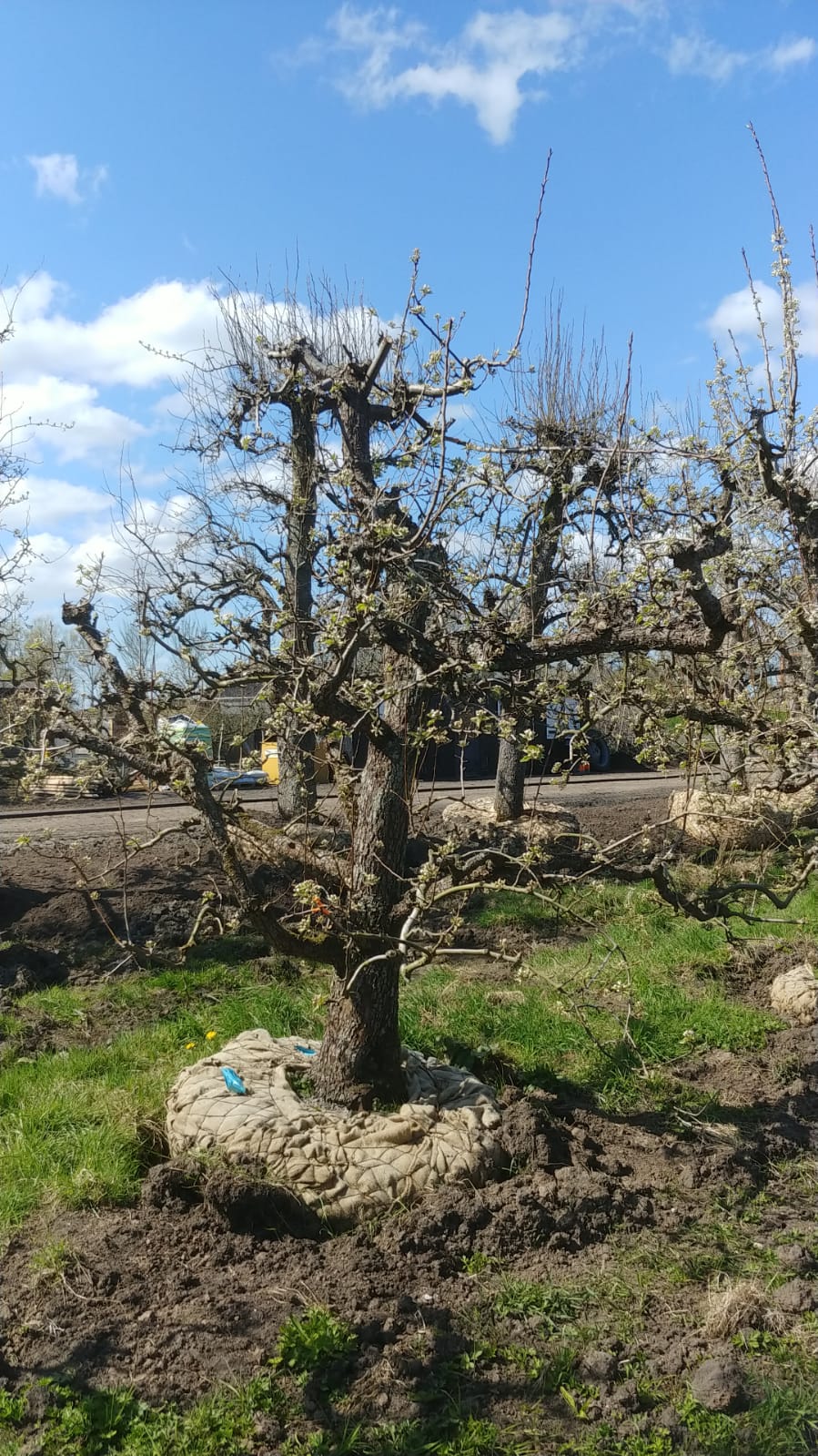 Assortiment oude perenbomen van Douwe Dokter: Diverse 80 jarige perenrassen, allen uit een boomgaard