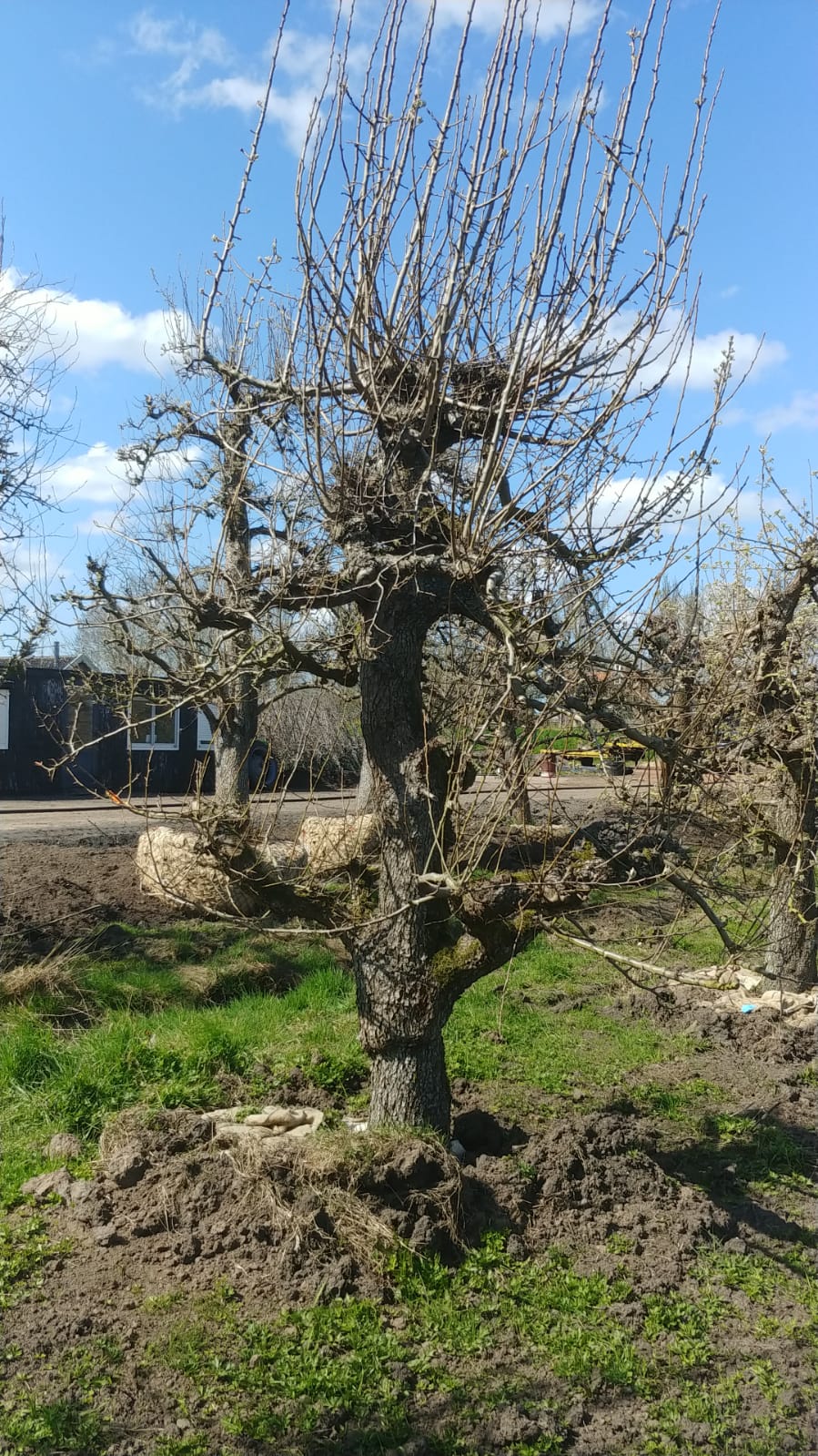 Assortiment oude perenbomen van Douwe Dokter: Diverse 80 jarige perenrassen, allen uit een boomgaard, in de winter 