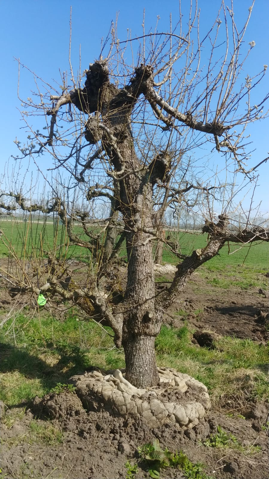 Assortiment oude perenbomen van Douwe Dokter: Diverse 80 jarige perenrassen, allen uit een boomgaard, in de winter