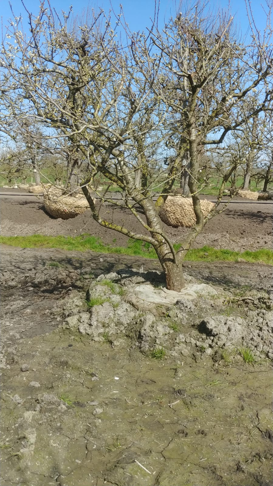 Assortiment oude pruimenbomen van Douwe Dokter: Opal pruimenboom in struikvorm, 35 jaar oud in de winter