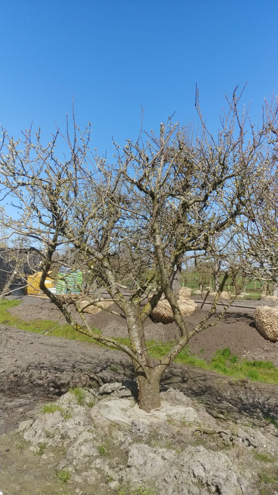 Assortiment oude pruimenbomen van Douwe Dokter: Opal pruimenboom in struikvorm, 35 jaar oud in de winter