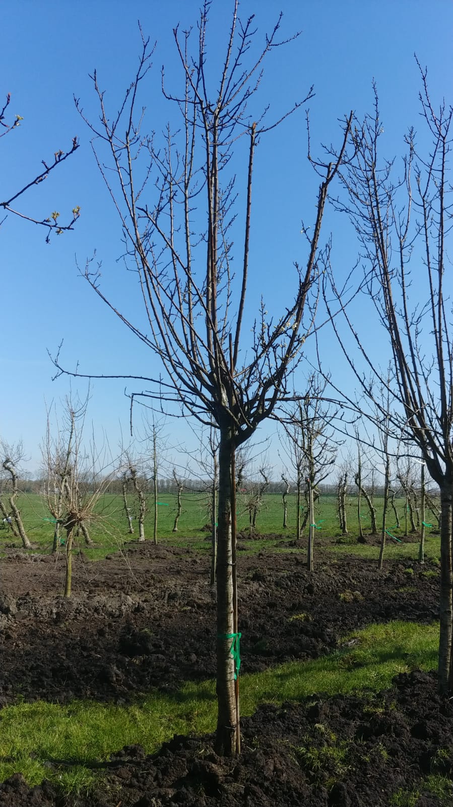 Assortiment oude pruimenbomen van Douwe Dokter: Diverse rassen hoogstam pruimen, 45 jaar oud, ook geschikt voor de stadstuin, in de winter