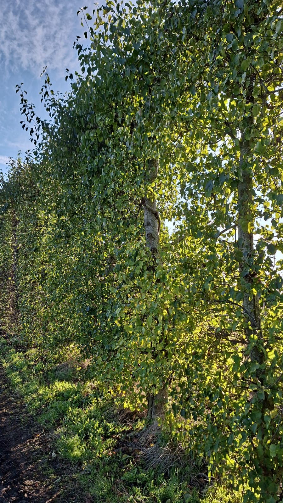 Assortiment oude sierbomen van Douwe Dokter: Zwarte Els 4,5m 1450EUR