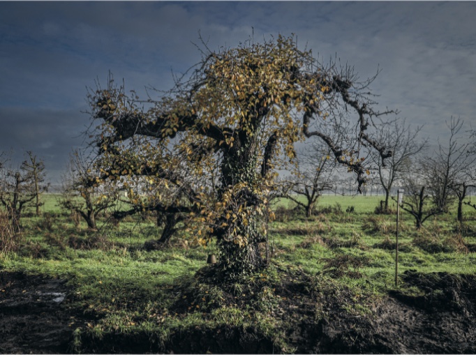 Stoofperenboom bij Douwe Dokter, Foto Marcel Rob
