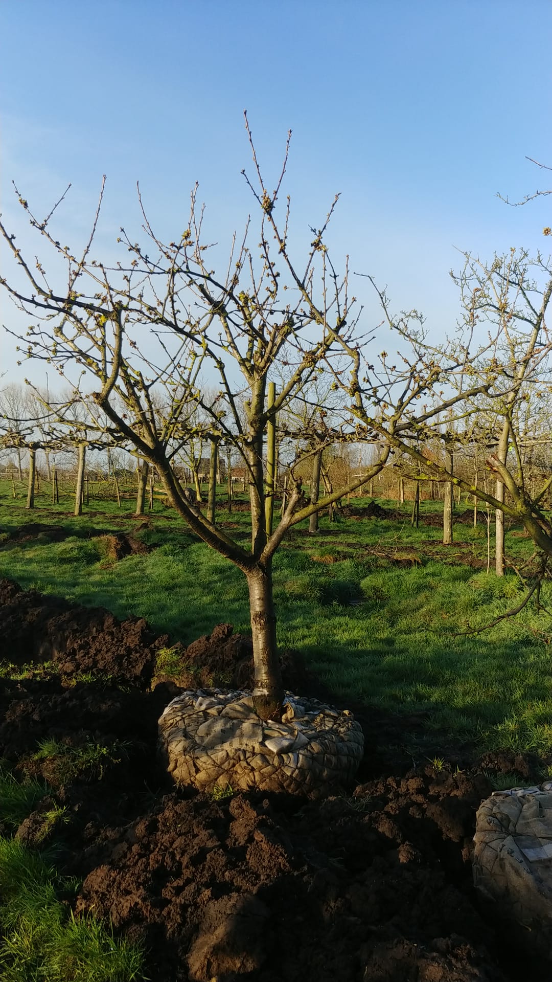 Assortiment oude kersenbomen van Douwe Dokter: half hoogstam kersenbomen in struikvorm 30 jaar oud - in de winter