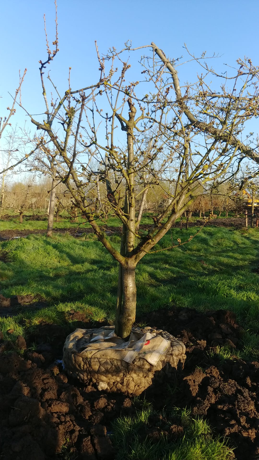 Assortiment oude kersenbomen van Douwe Dokter: half hoogstam kersenbomen in struikvorm 30 jaar oud