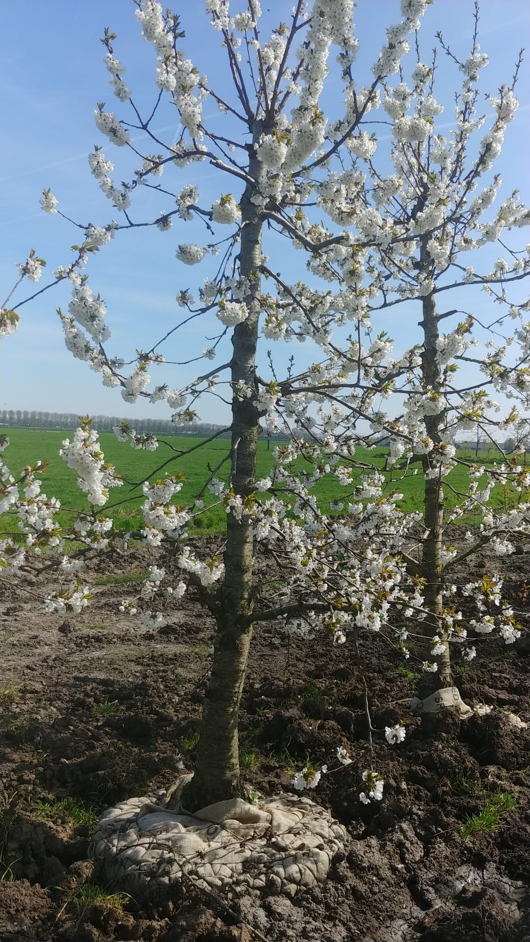 Assortiment oude kersenbomen van Douwe Dokter: Laagstam kersenbomen 28 jaar oud