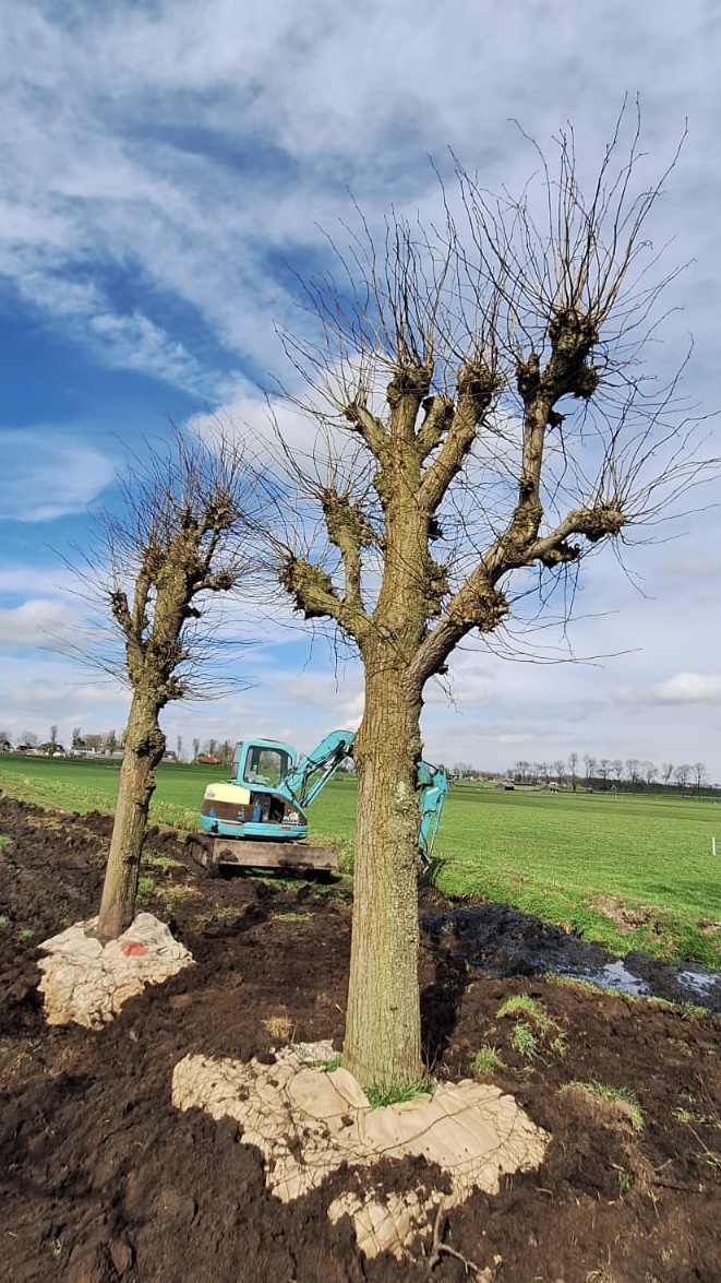 Assortiment oude sierbomen van Douwe Dokter: volwassen leilindes set van 2: 7750 EUR 