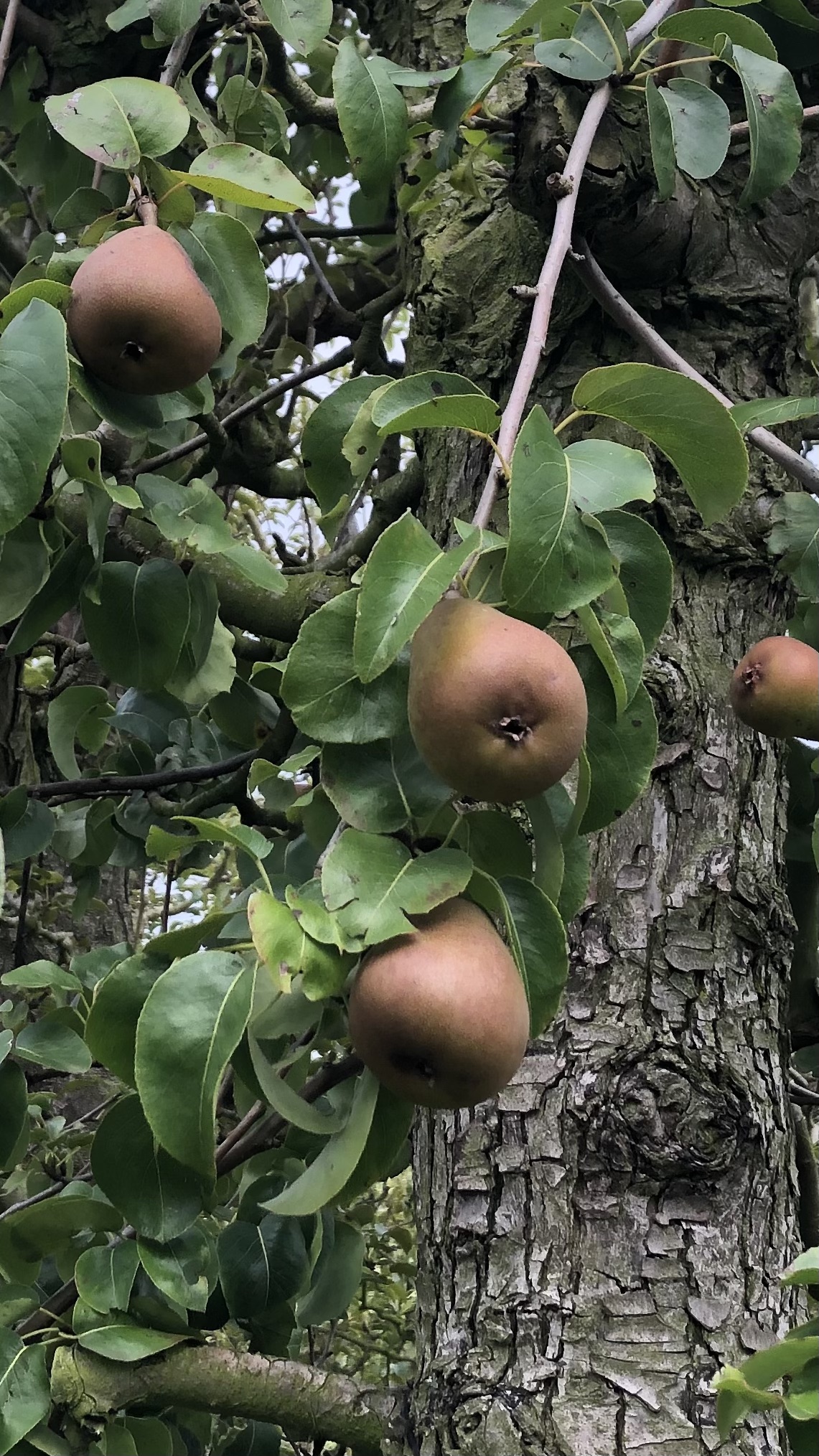 Assortiment oude perenbomen van Douwe Dokter: oud ras Beurre Hardy, laagstam handpeer 80 jaar oud - rijpend fruit