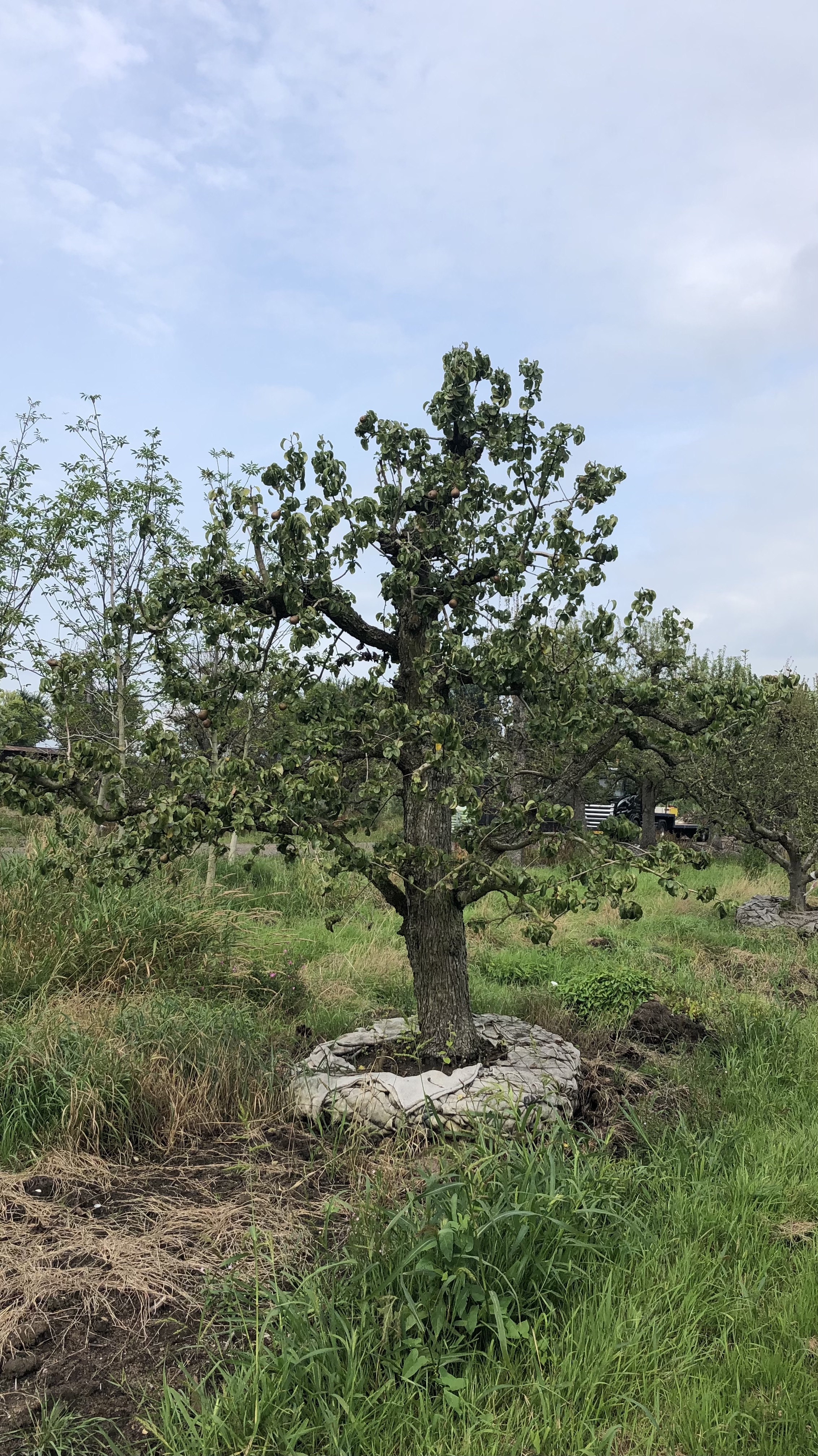 Assortiment oude perenbomen van Douwe Dokter: oud ras Beurre Hardy, laagstam handpeer 80 jaar oud nr. 248 in de zomer