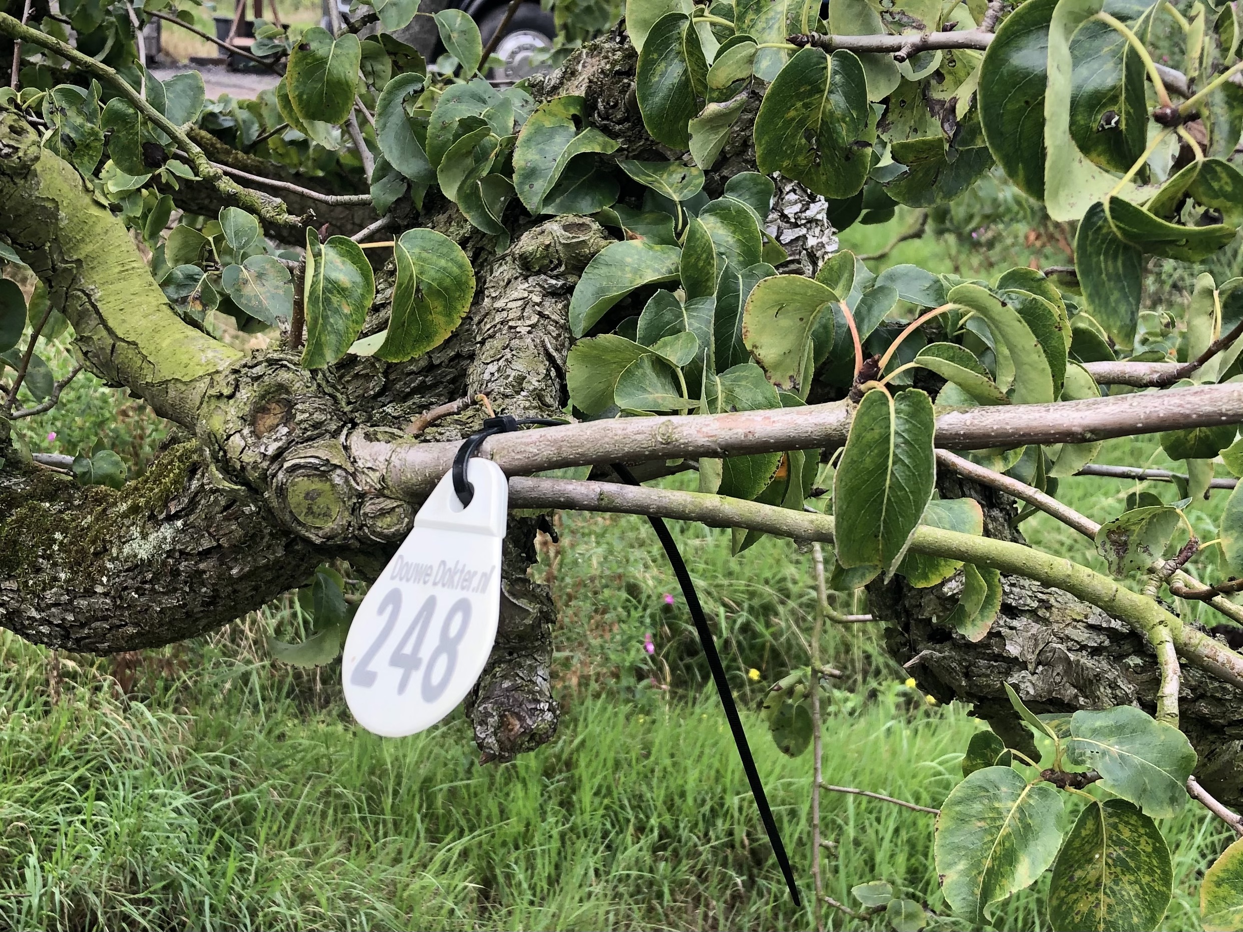 Assortiment oude perenbomen van Douwe Dokter: oud ras Beurre Hardy, laagstam handpeer 80 jaar oud nr. 248