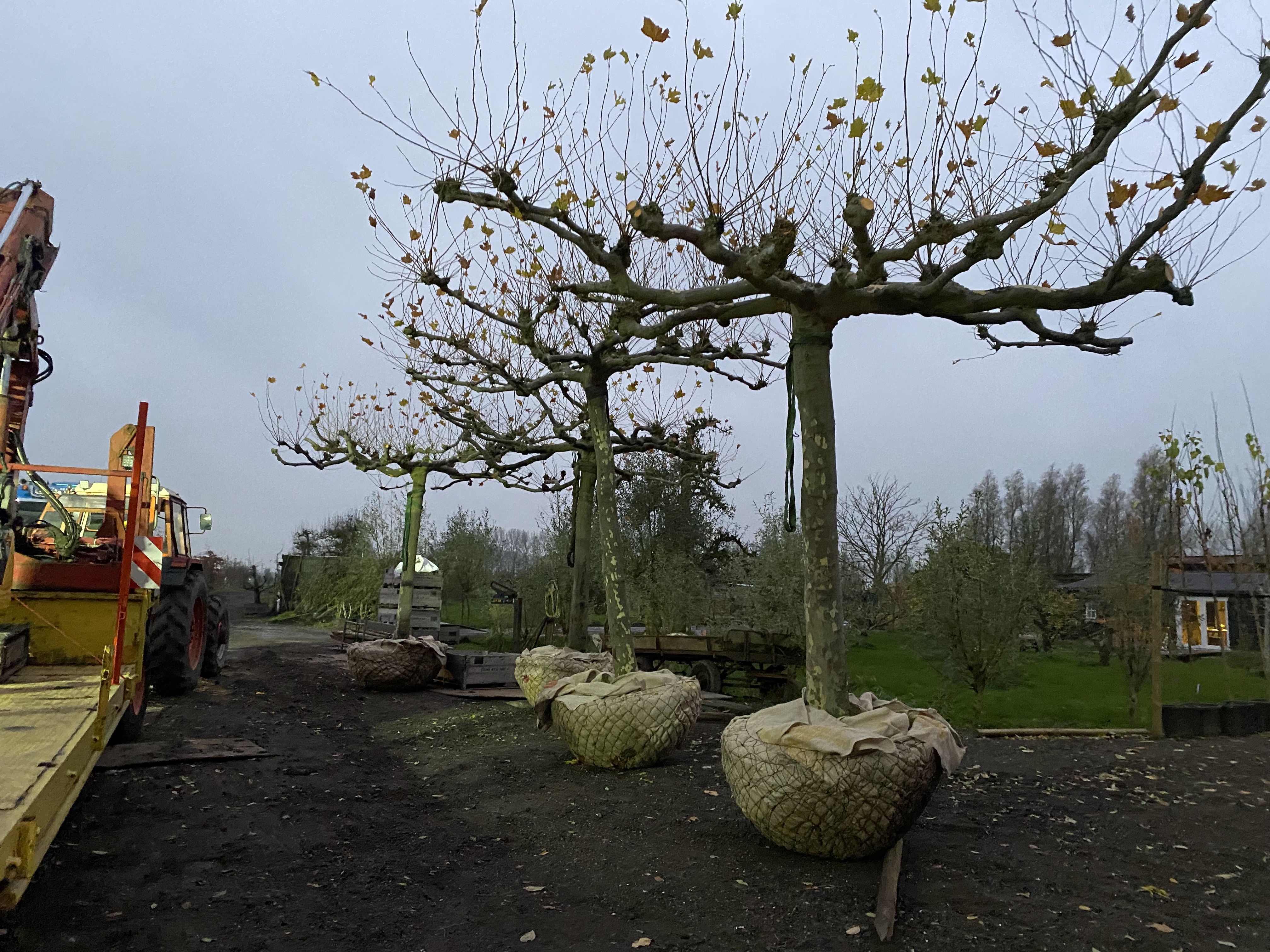 12 dakplatanen staan nu bij Douwe Dokter op het erf en wachten op hun nieuwe plek.