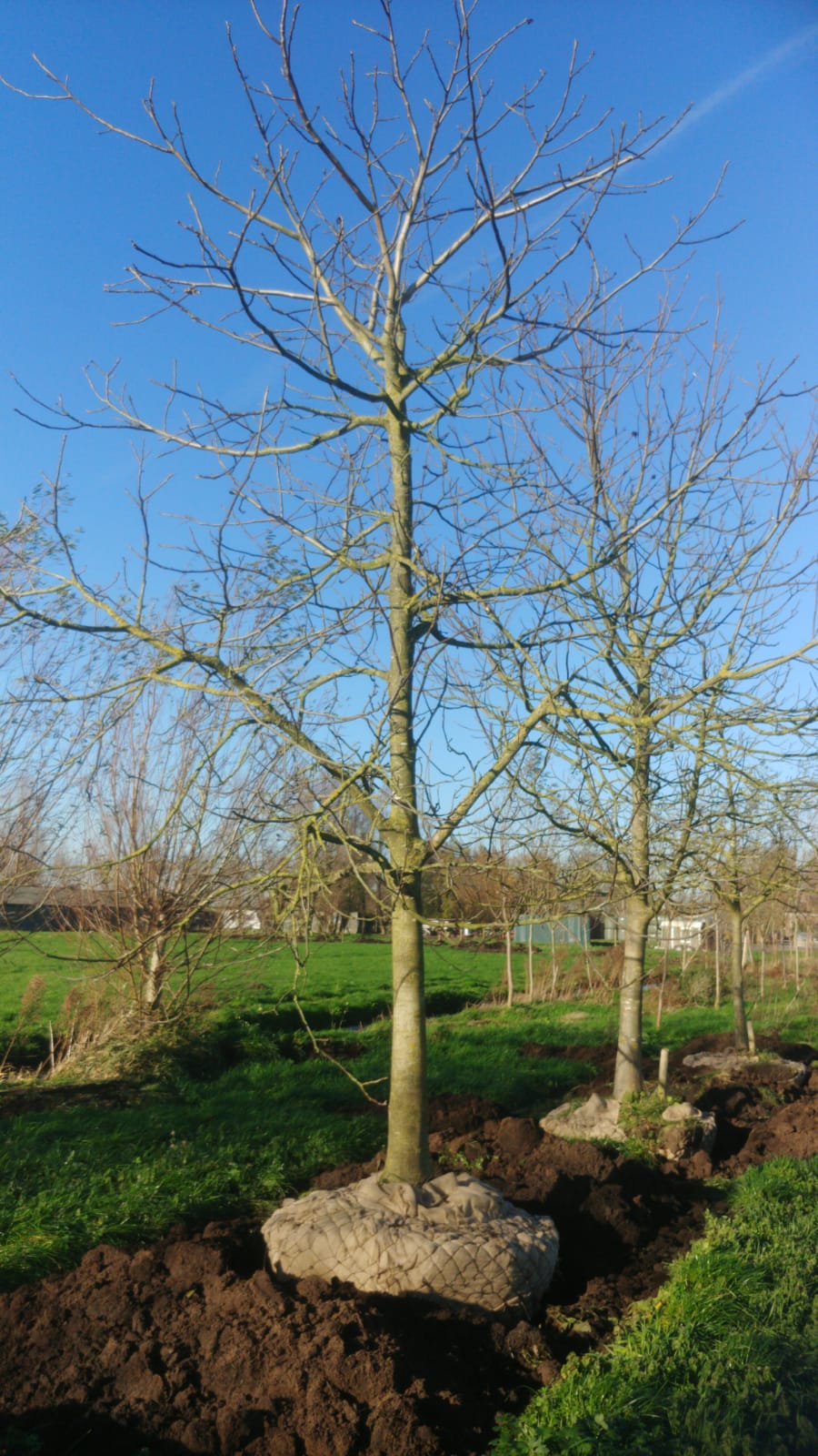 Assortiment oude notenbomen van Douwe Dokter: Juglans Regia hoogstam walnotenboom 30 jaar nr. 80 - in de winter