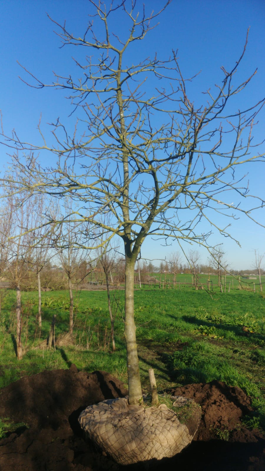 Assortiment oude notenbomen van Douwe Dokter: Juglans Regia hoogstam walnotenboom 20 jaar nr. 81 in de winter