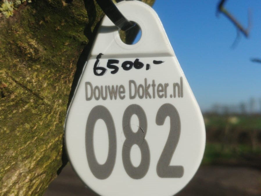 Assortiment oude notenbomen van Douwe Dokter: Juglans Regia hoogstam walnotenboom 30 jaar nr. 82