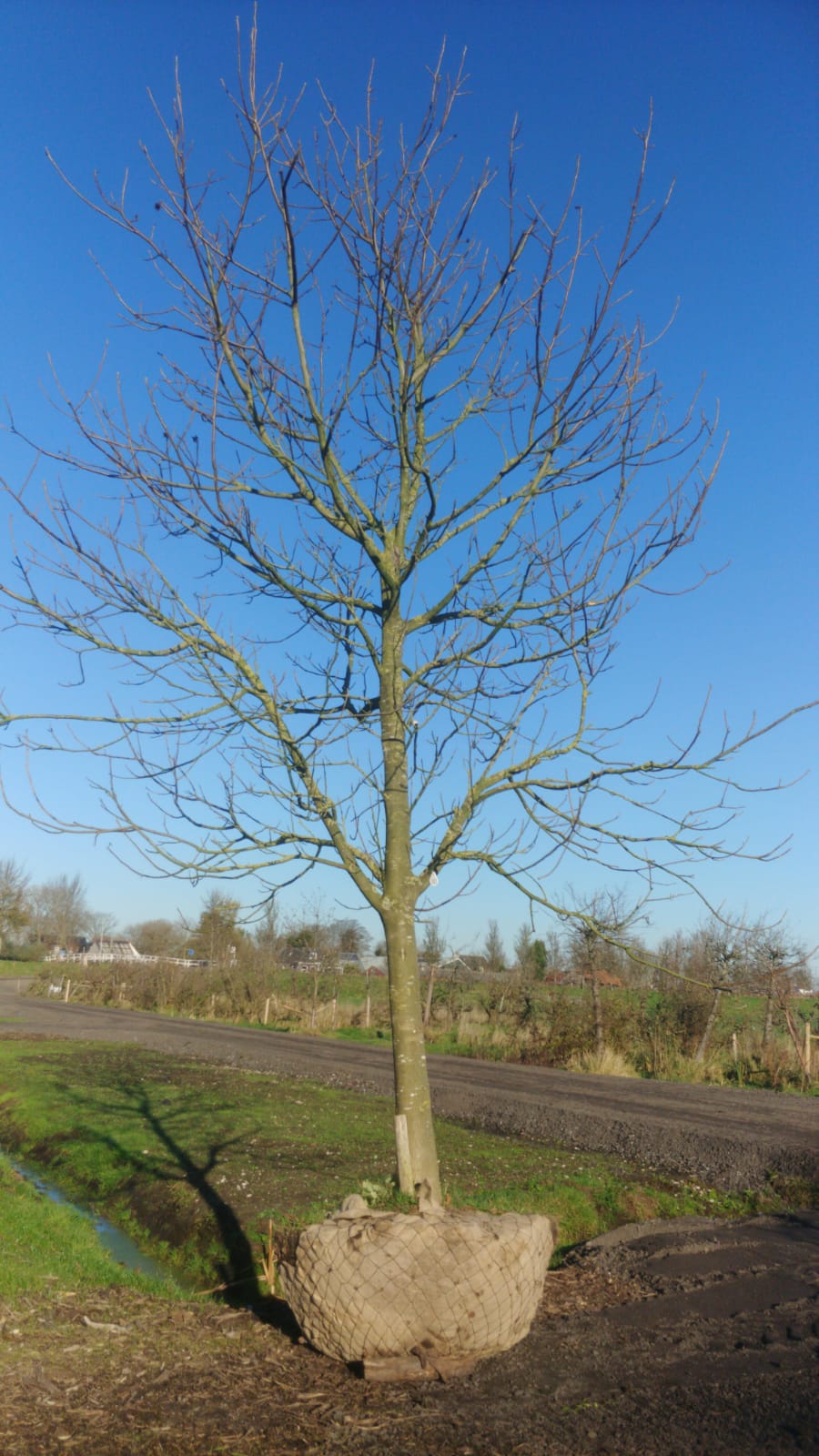 Assortiment oude notenbomen van Douwe Dokter: Juglans Regia hoogstam walnotenboom 30 jaar nr. 82 in de winter