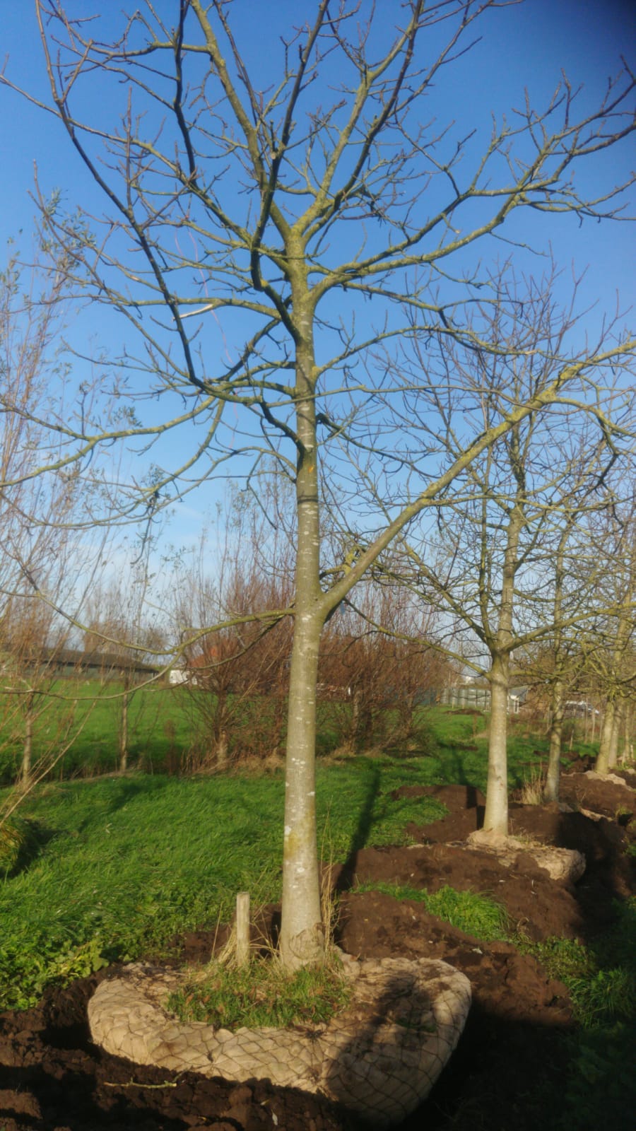 Assortiment oude notenbomen van Douwe Dokter: Juglans Regia hoogstam walnotenboom 20 jaar nr. 85 - in de winter