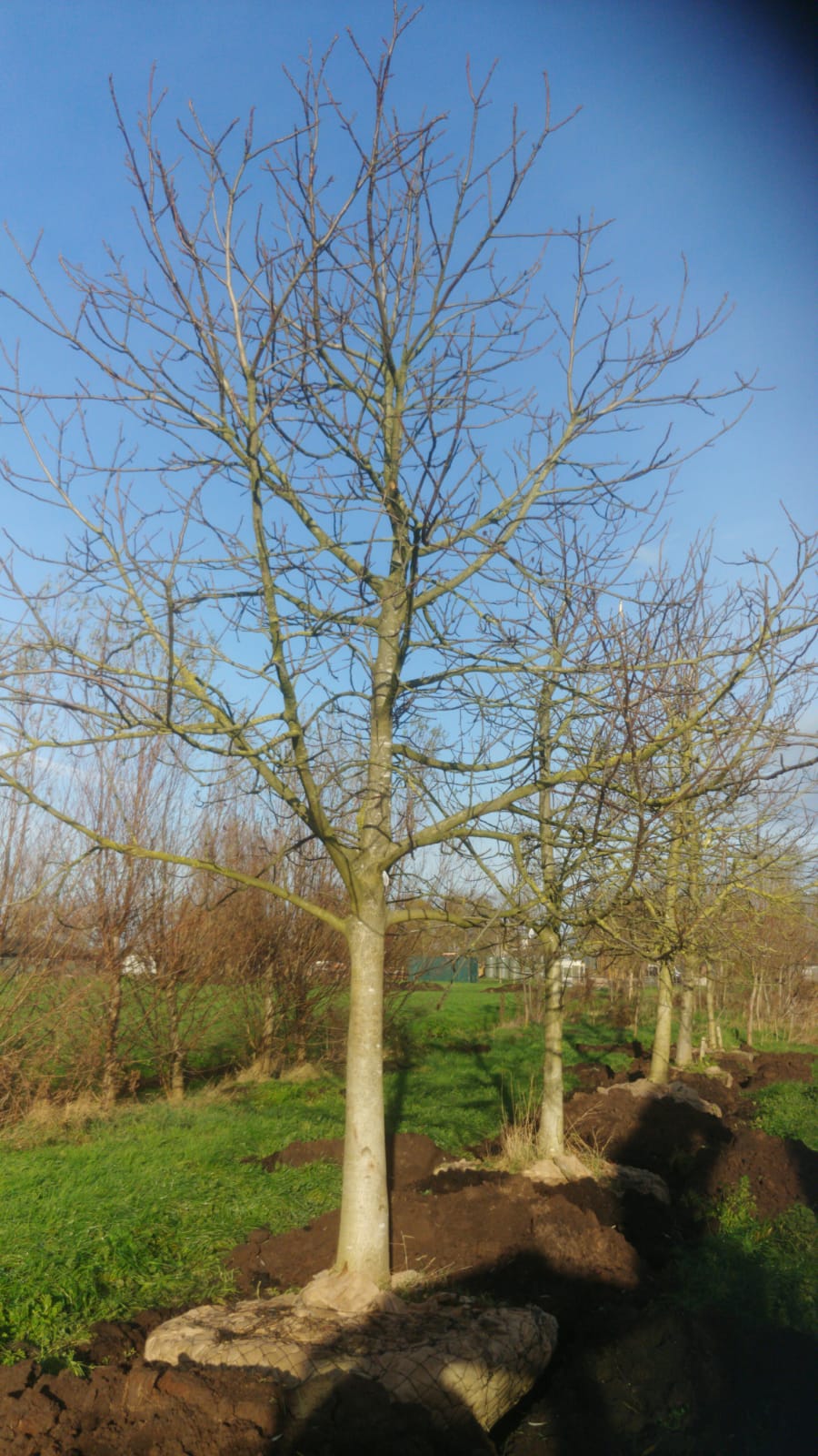 Assortiment oude notenbomen van Douwe Dokter: Juglans Regia hoogstam walnotenboom 30 jaar nr. 86 - in de winter