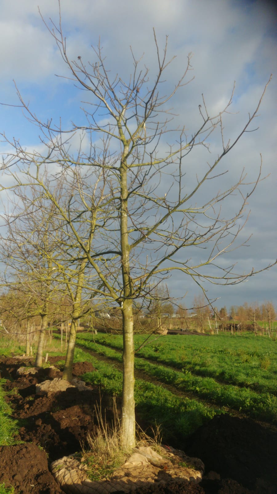 Assortiment oude notenbomen van Douwe Dokter: Juglans Regia hoogstam walnotenboom 20 jaar nr. 87 - in de winter