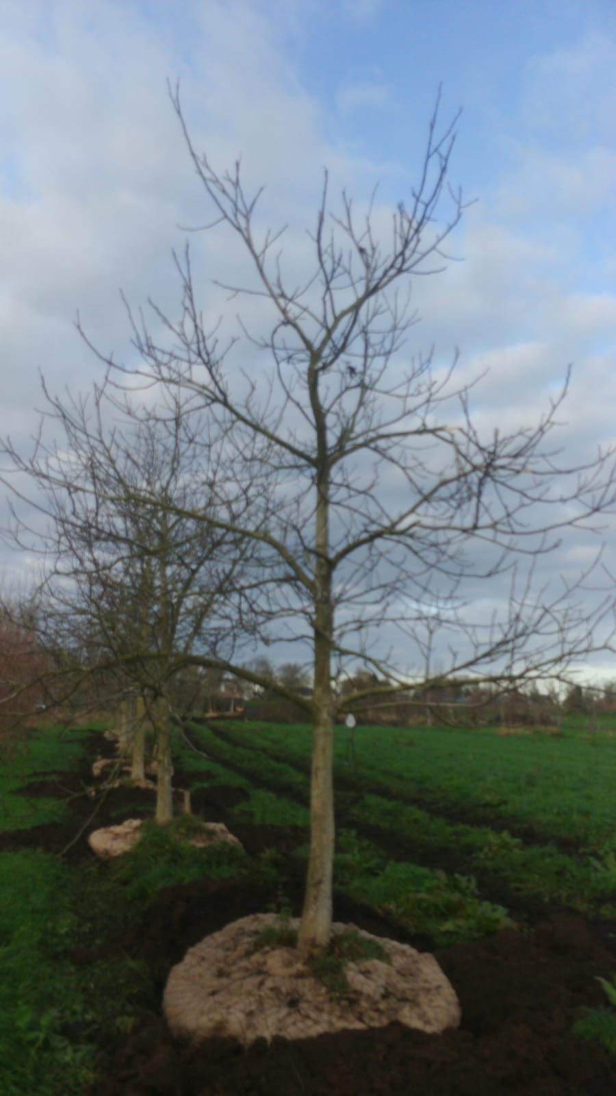 Assortiment oude notenbomen van Douwe Dokter: Juglans Regia hoogstam walnotenboom 20 jaar nr. 95 - in de winter