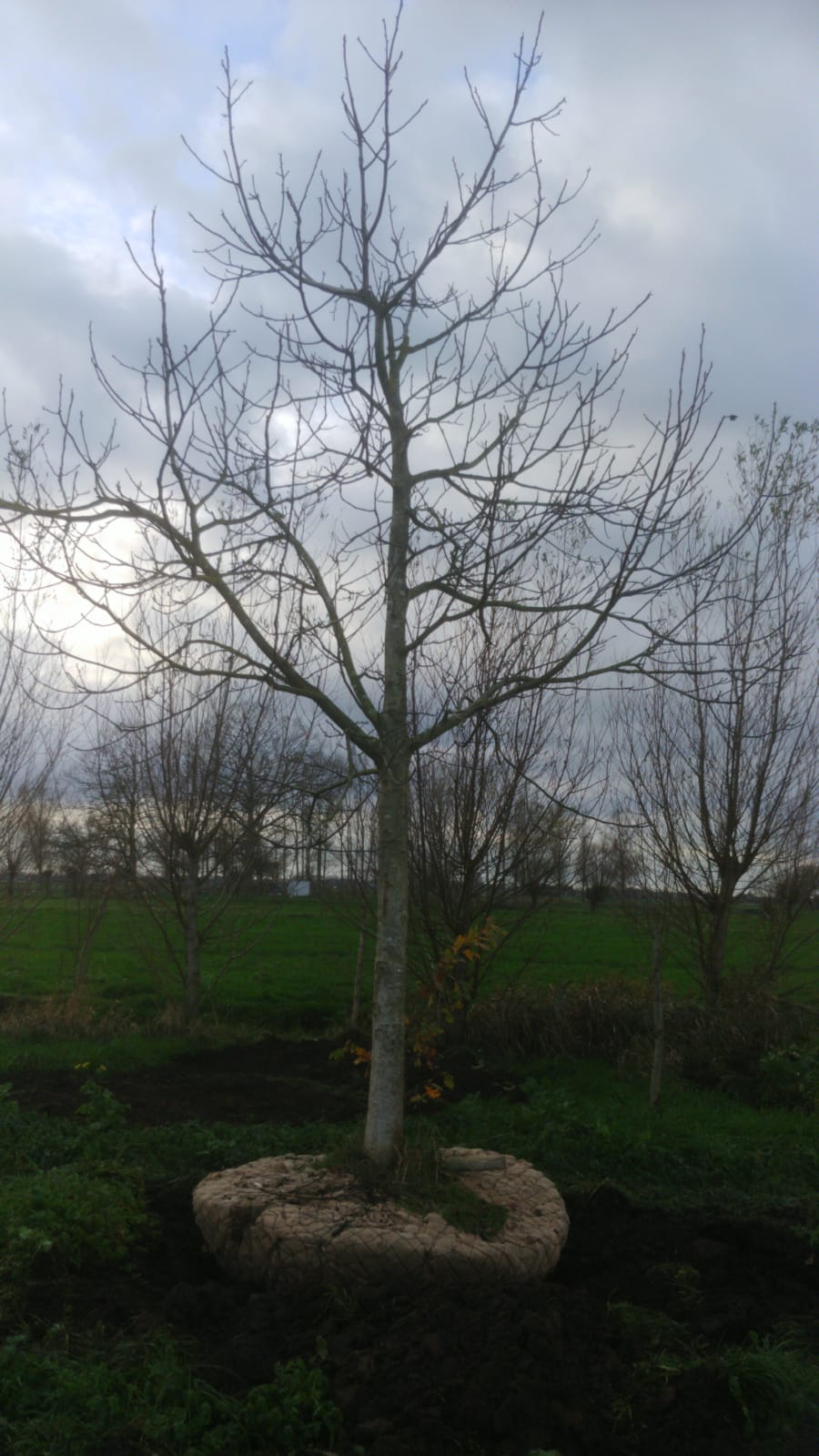 Assortiment oude notenbomen van Douwe Dokter: Juglans Regia hoogstam walnotenboom 30 jaar nr. 94 - in de winter