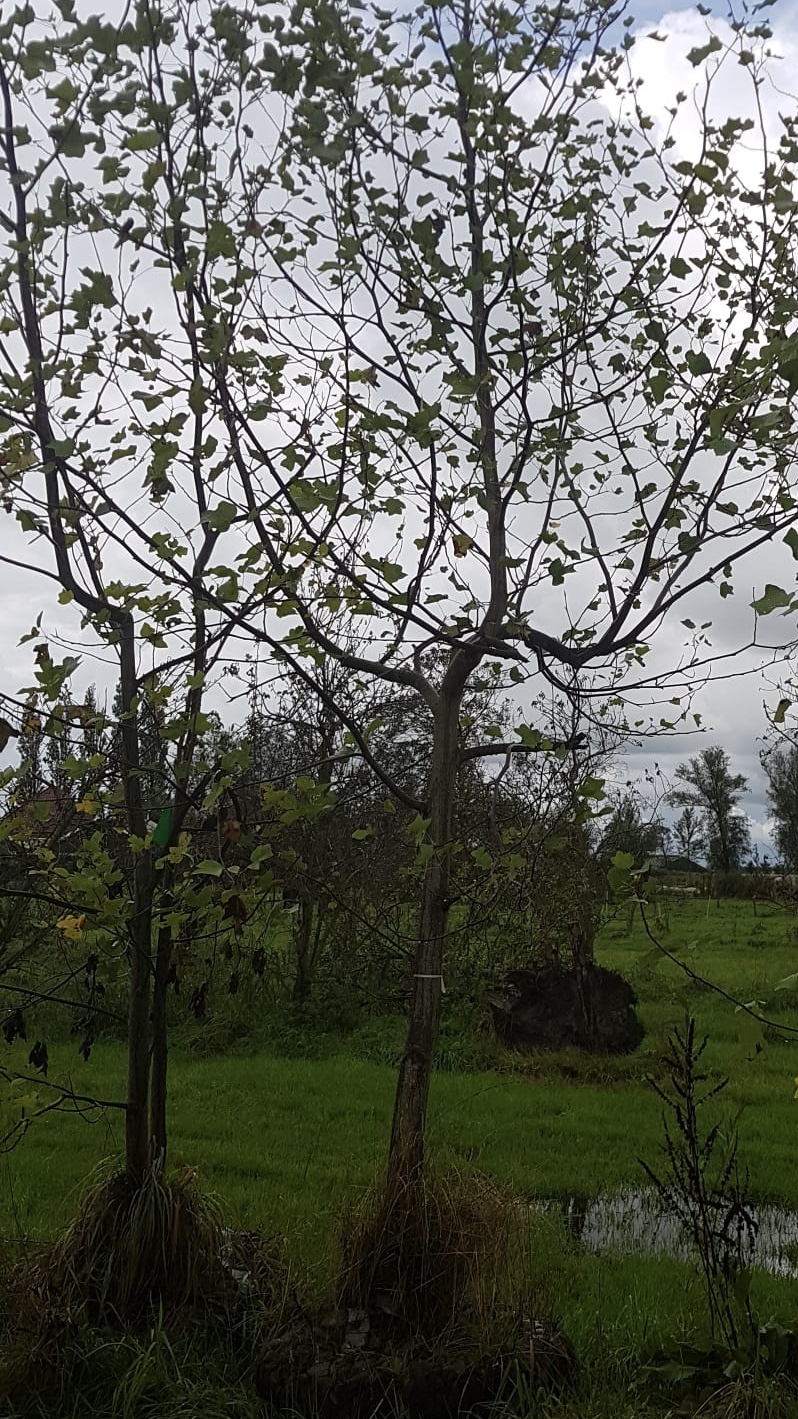 Assortiment sierbomen van Douwe Dokter: 5m hoge tulpenboom, Liriodendron tulipifera - enkelstam