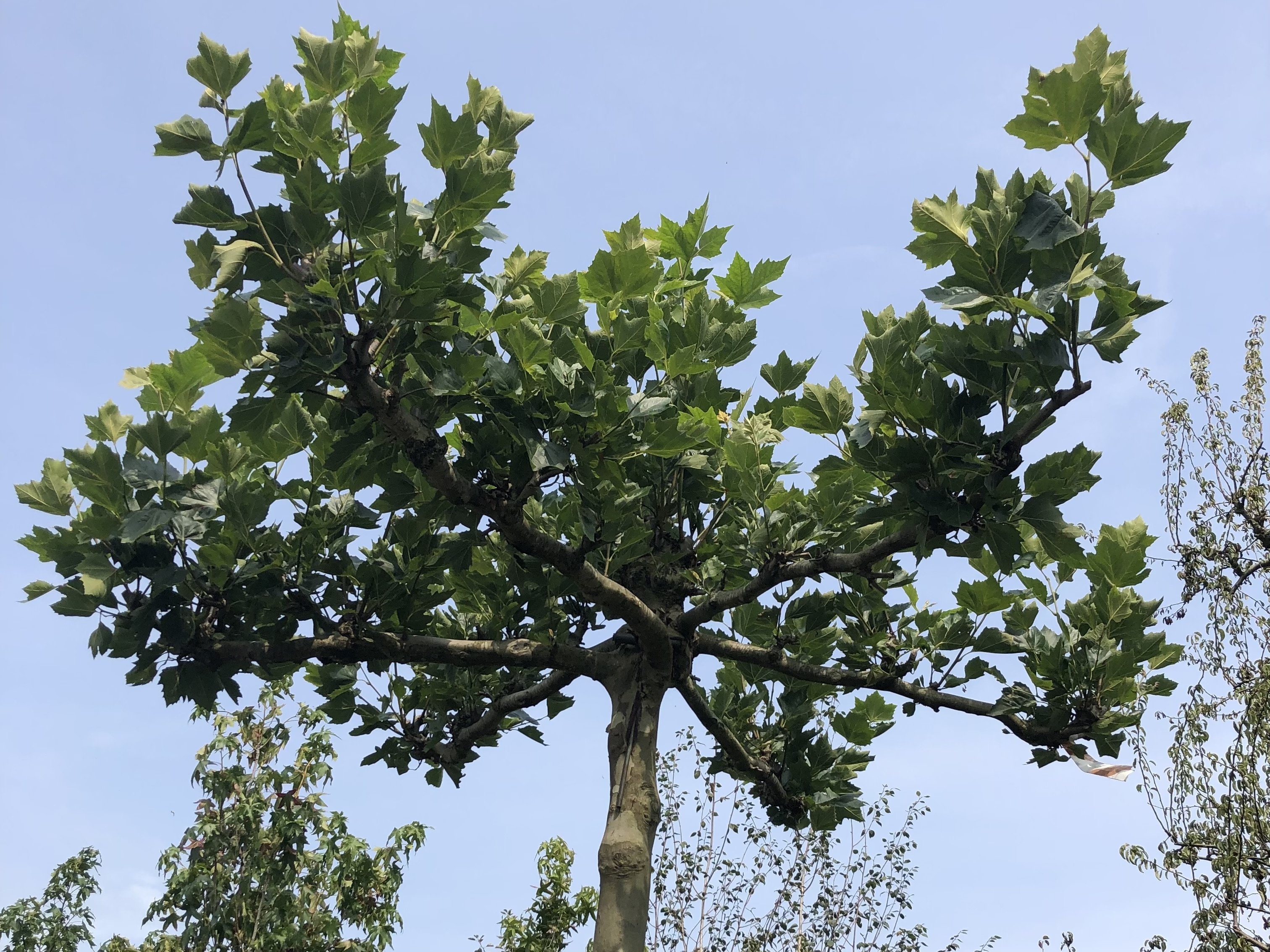 Assortiment sierbomen van Douwe Dokter: Volwassen dakplataan 2 m hoog met 6 armen - in blad