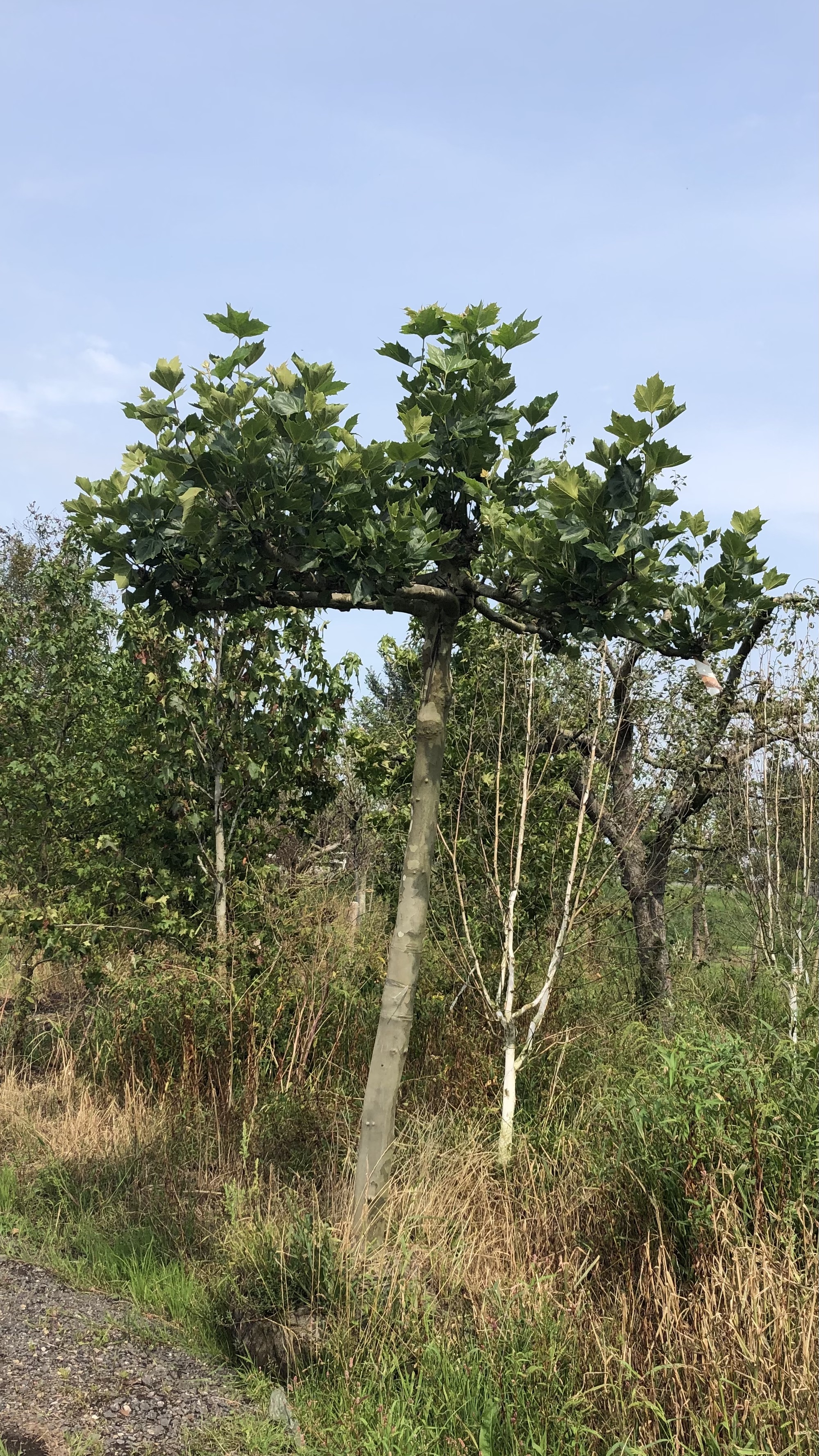 Assortiment sierbomen van Douwe Dokter: Volwassen dakplataan 2 m hoog met 6 armen - in blad