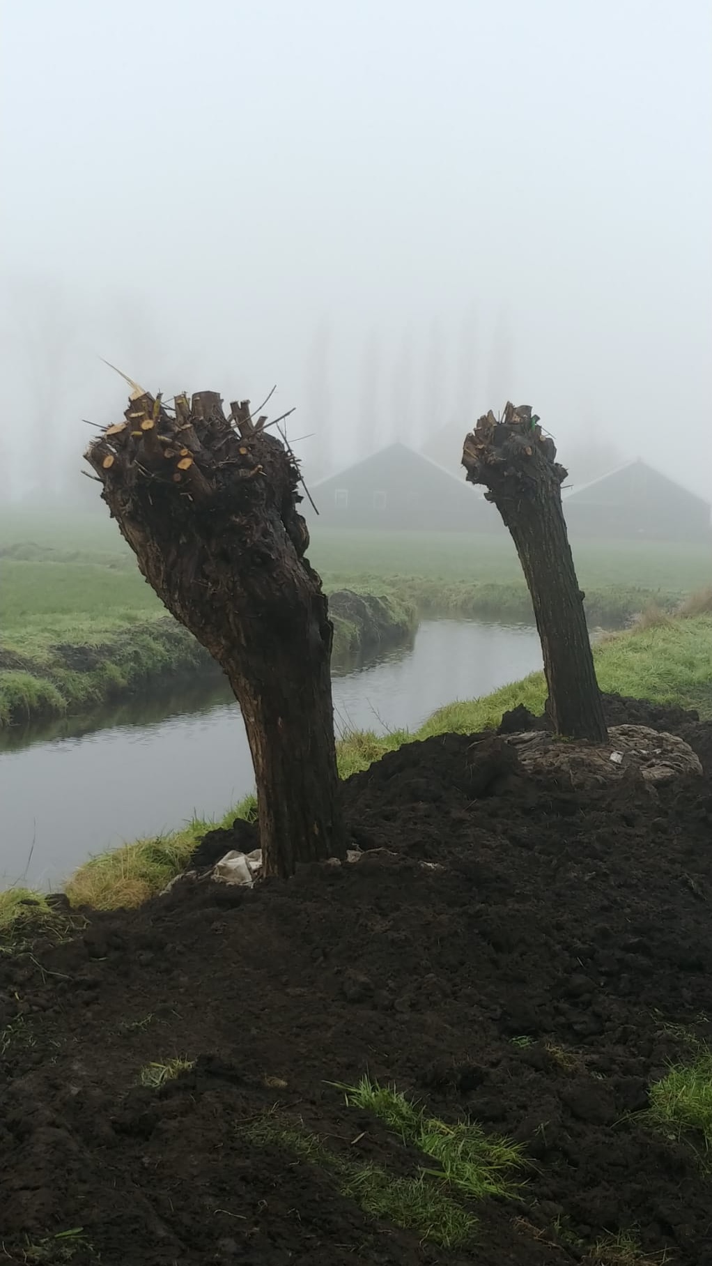 Assortiment sierbomen van Douwe Dokter: Volwassen knotwilgen 60 jaar oud gevormd door de natuur