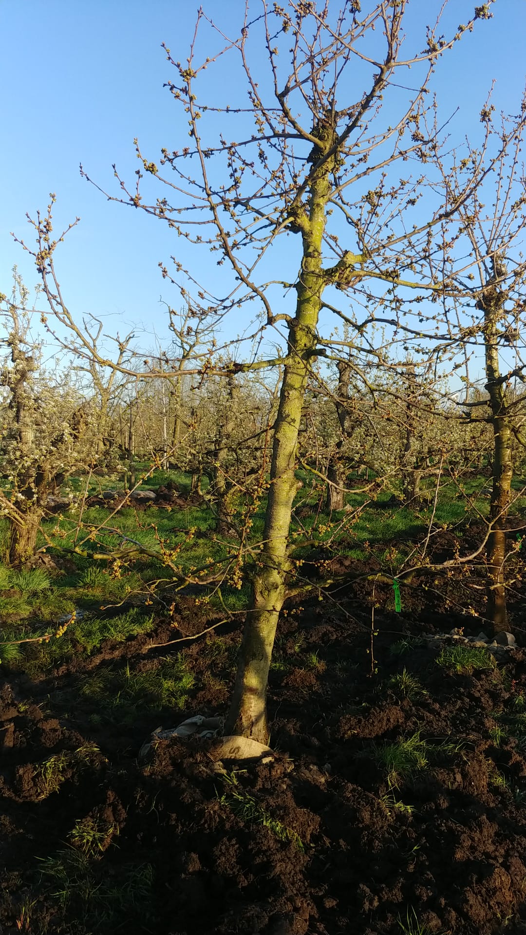 Assortiment oude kersenbomen van Douwe Dokter: Laagstam kersenbomen 28 jaar oud