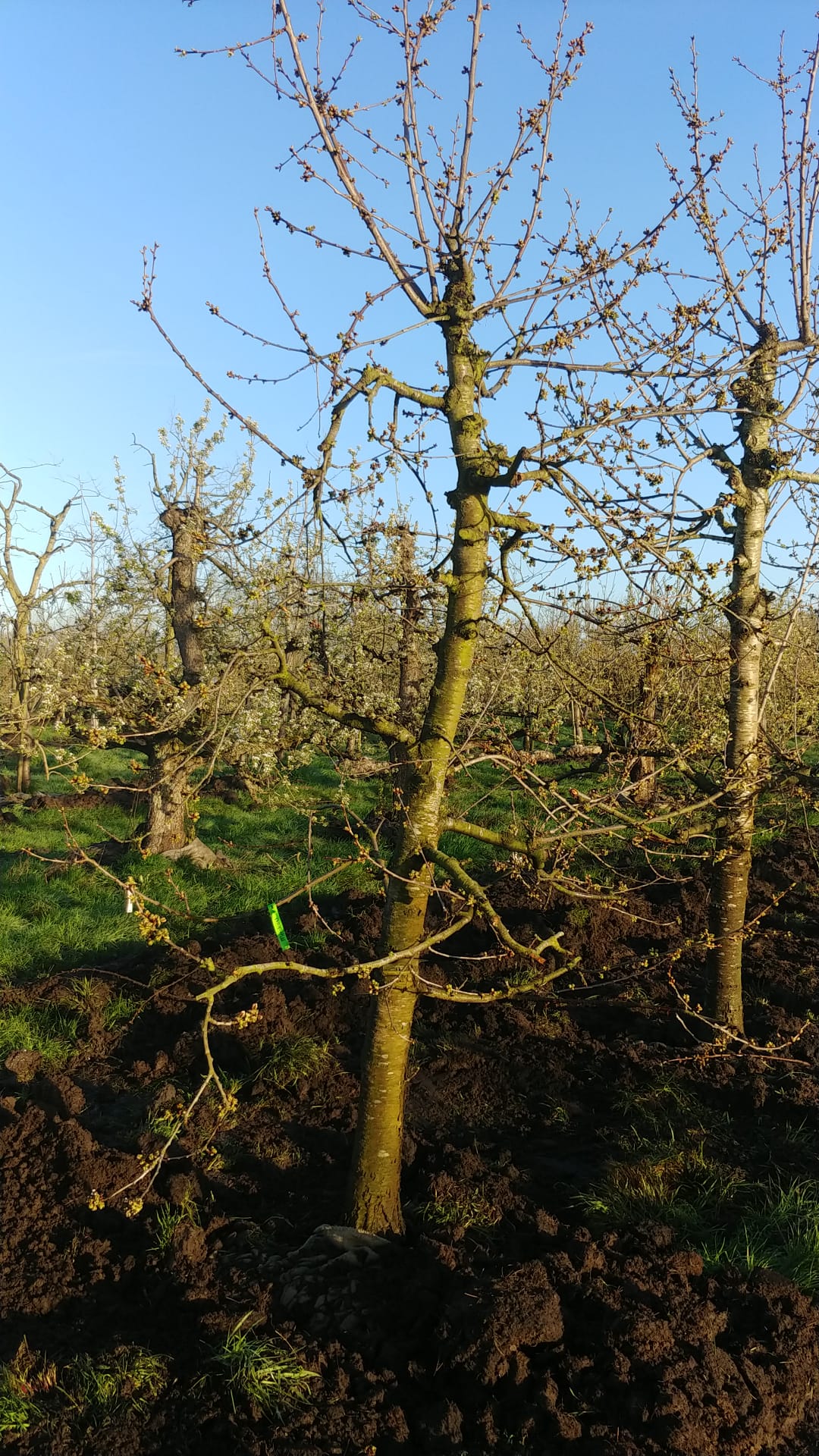 Assortiment oude kersenbomen van Douwe Dokter: Laagstam kersenbomen 28 jaar oud