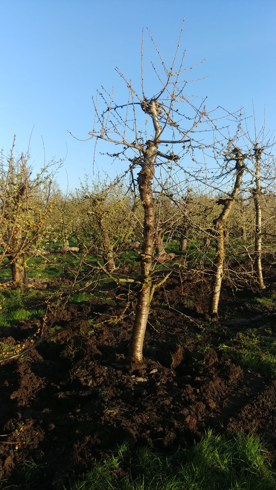 Assortiment oude kersenbomen van Douwe Dokter: Laagstam kersenbomen 28 jaar oud