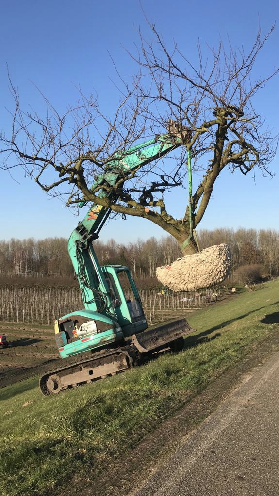 Assortiment oude pruimenbomen van Douwe Dokter: Opal parasol pruimenboom, 35 jaar oud aan kraan