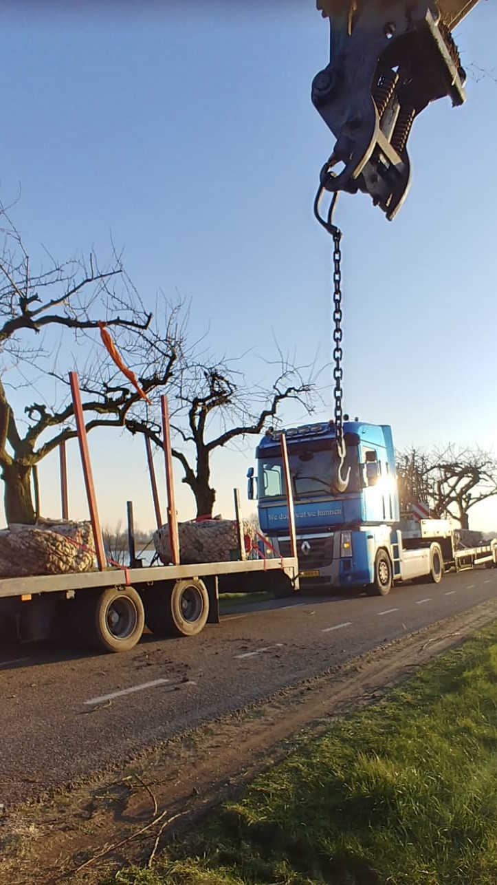 Assortiment oude pruimenbomen van Douwe Dokter: Opal parasol pruimenboom, 35 jaar oud op Scania vrachtwagens