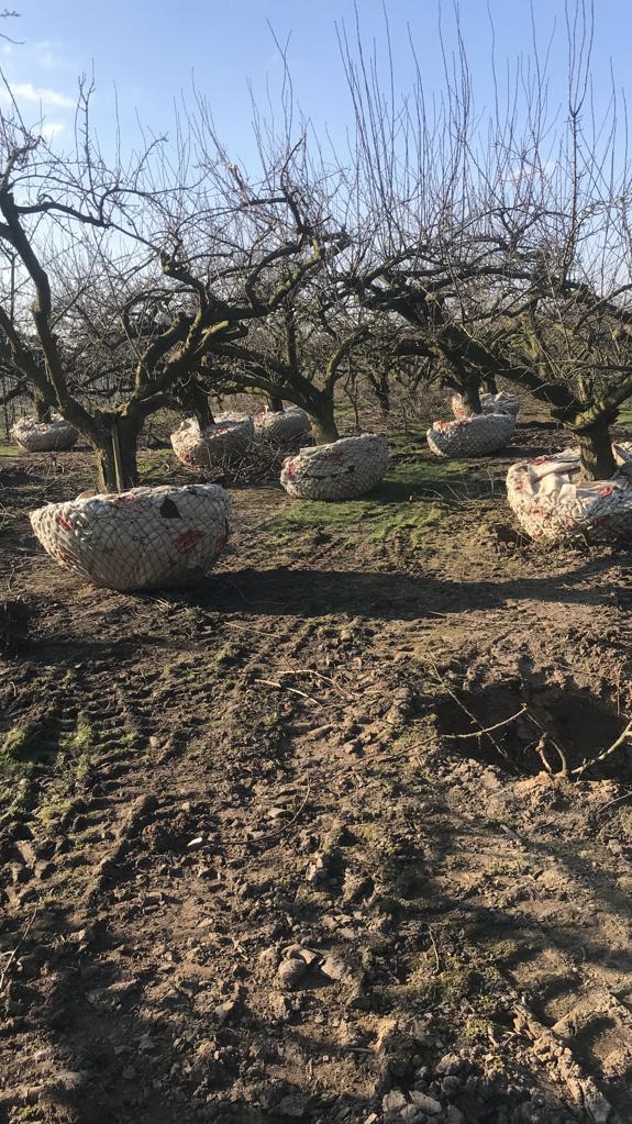 Assortiment oude pruimenbomen van Douwe Dokter: Opal parasol pruimenboom, 35 jaar oud in showtuin