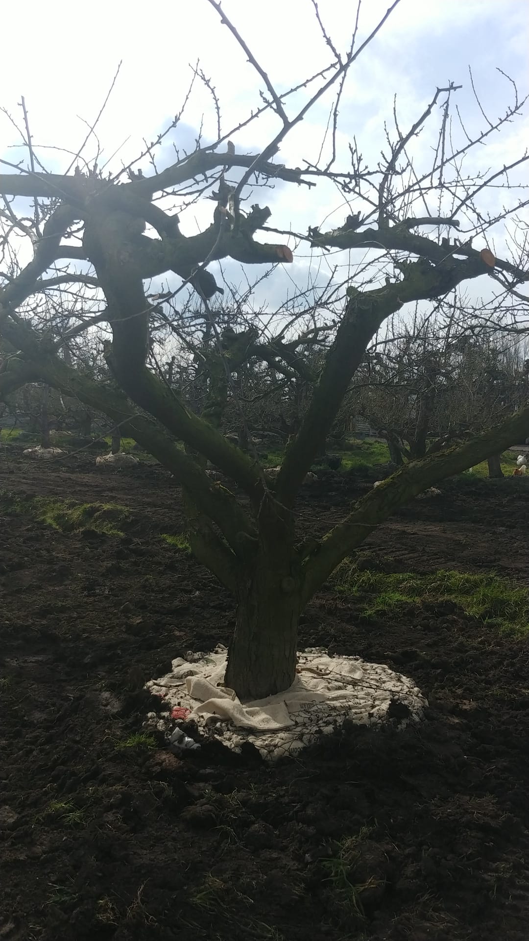 Assortiment oude pruimenbomen van Douwe Dokter: Opal parasol pruimenboom, 35 jaar oud 